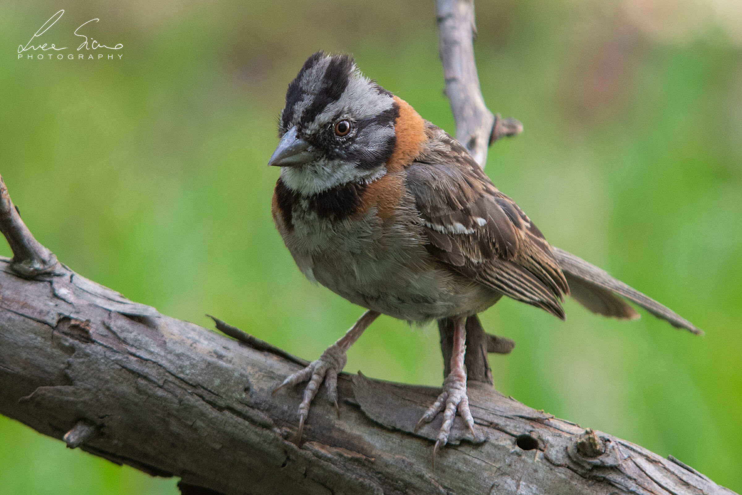 Zonotrichia capensis