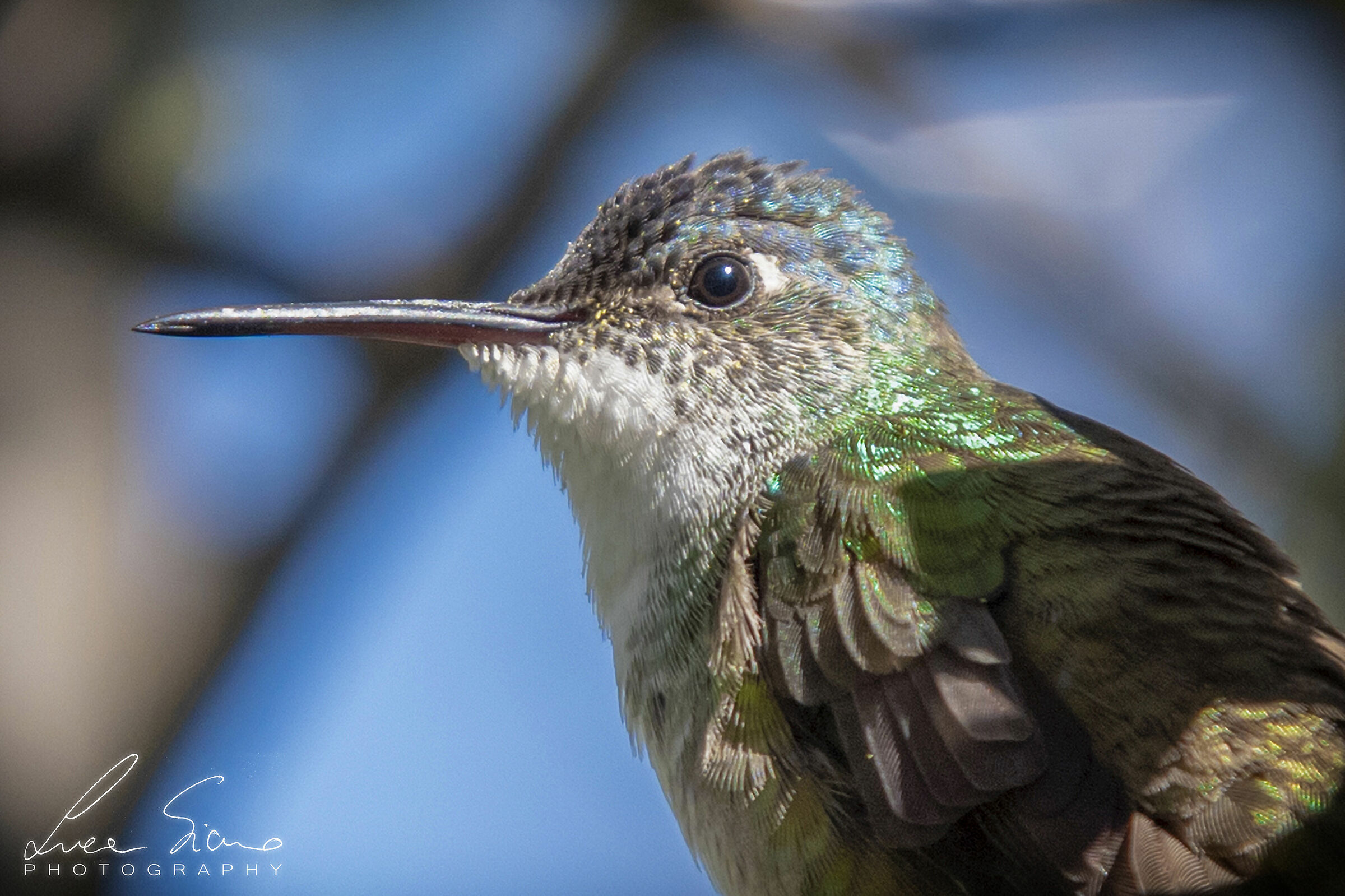 Amazilia cyanocephala