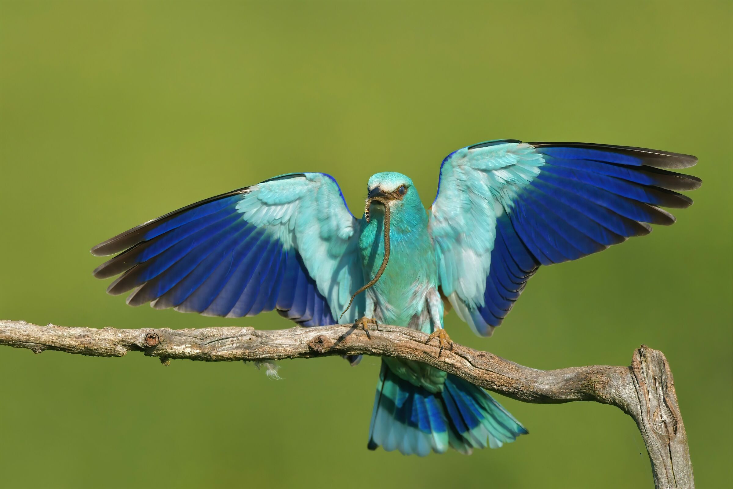 sea jay with biscia