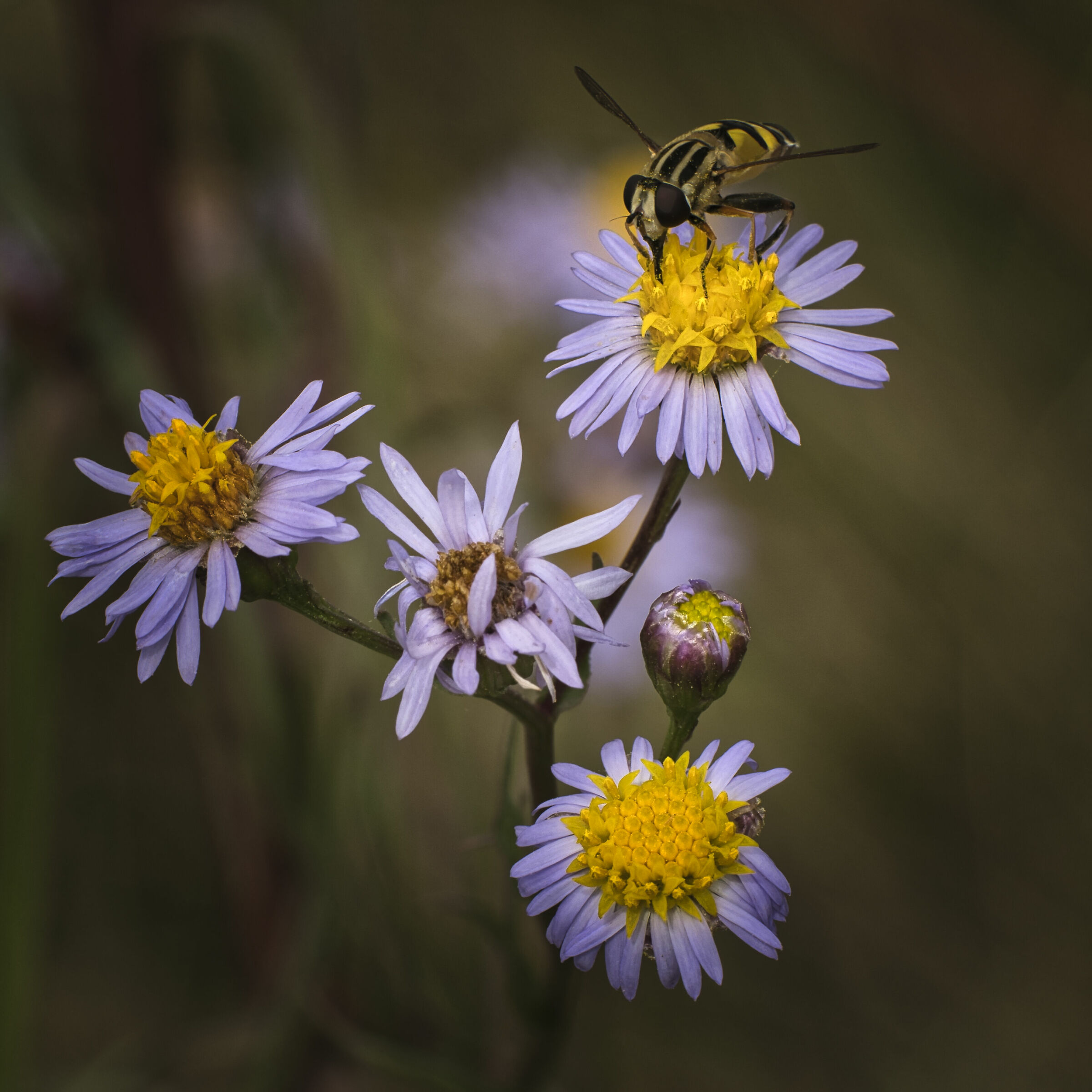Aster tripolium subsp. pannonicus