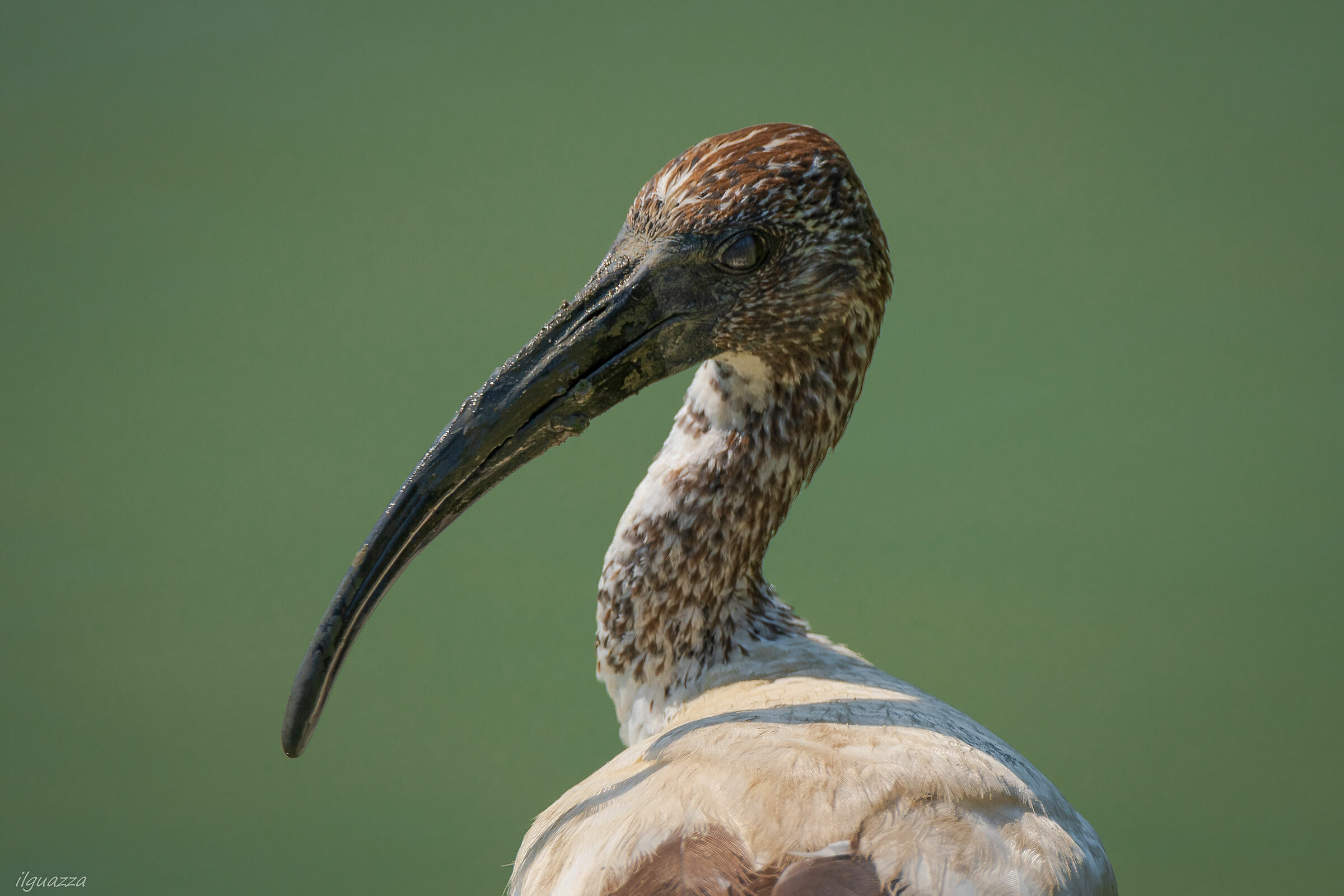 ibis