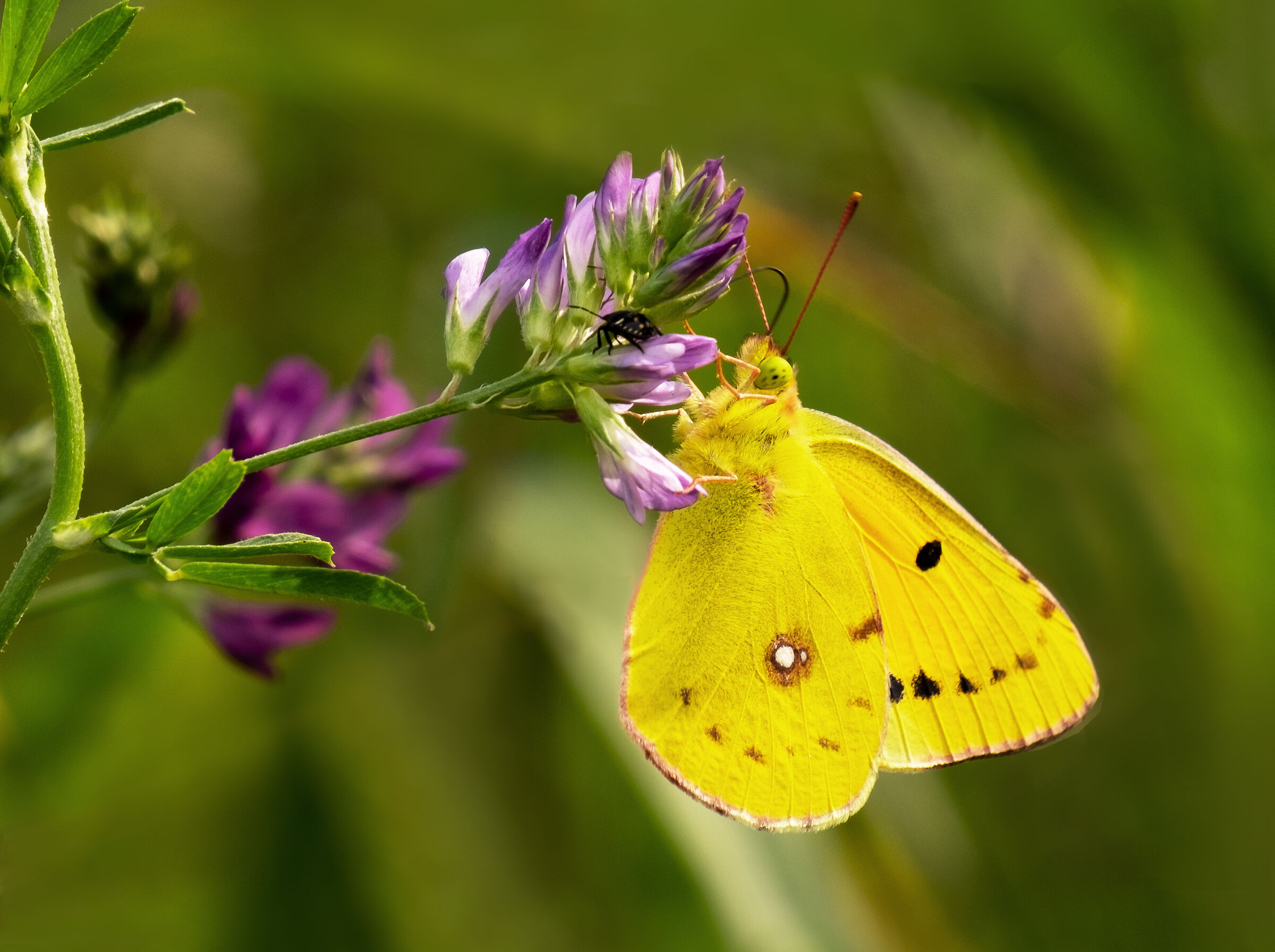 Colias Croceus