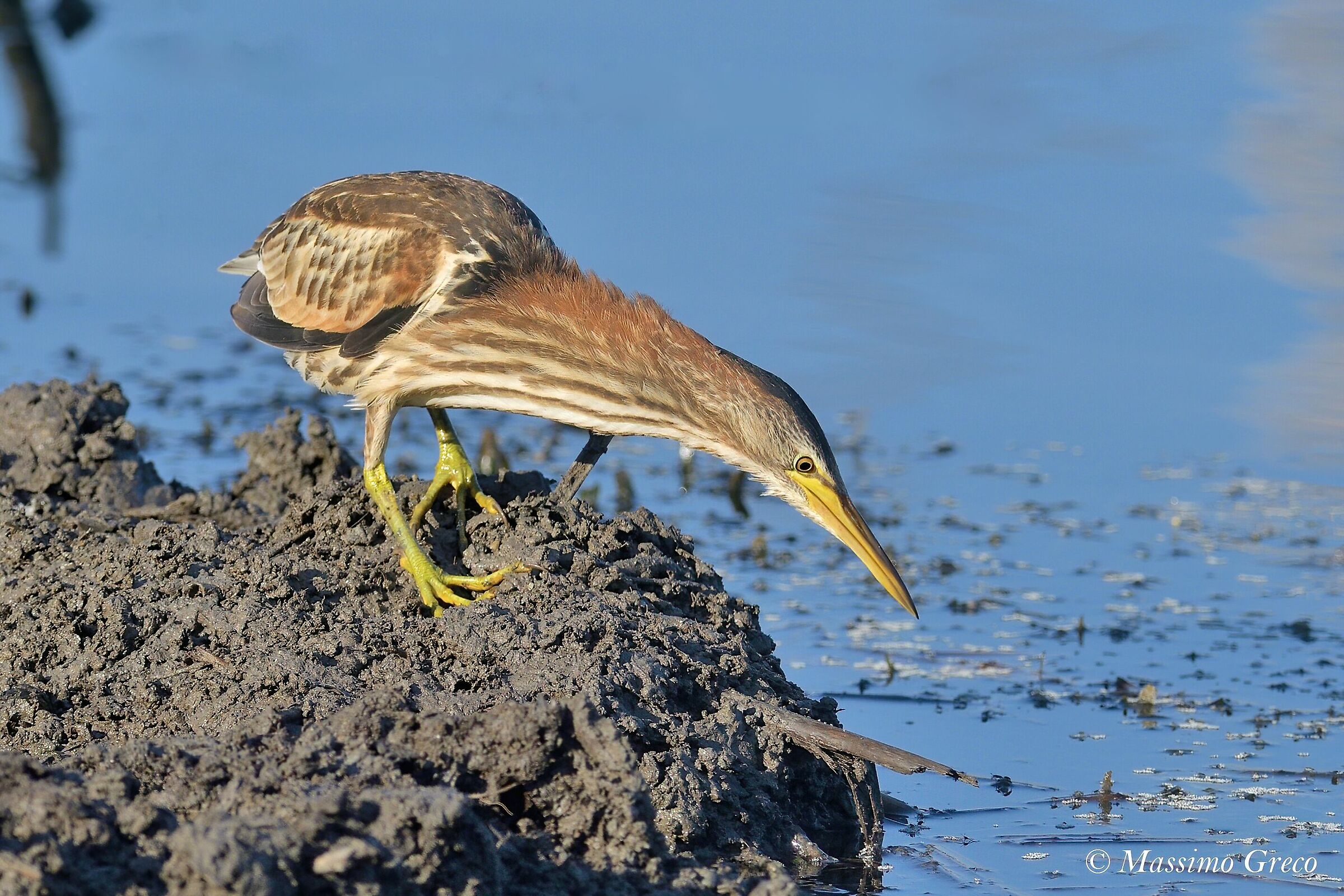 Tarabusino (Ixobrychus minutus)