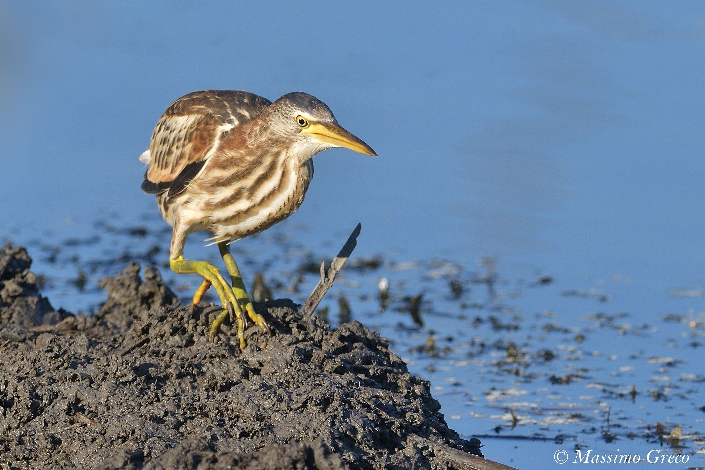 Tarabusino (Ixobrychus minutus)