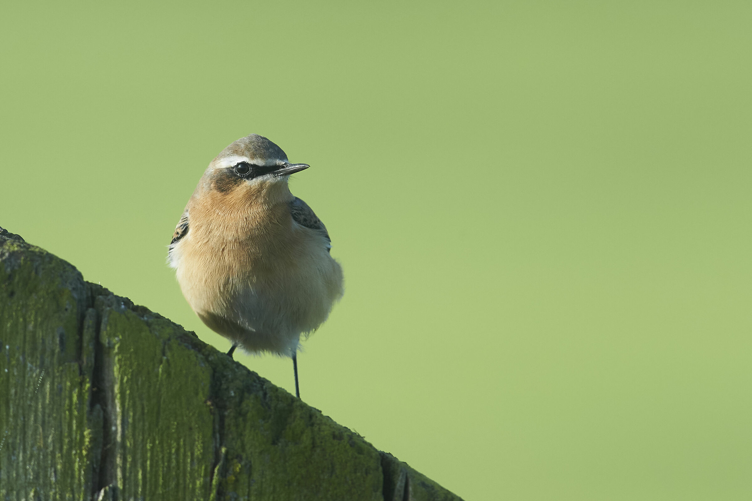 Northern Wheatear