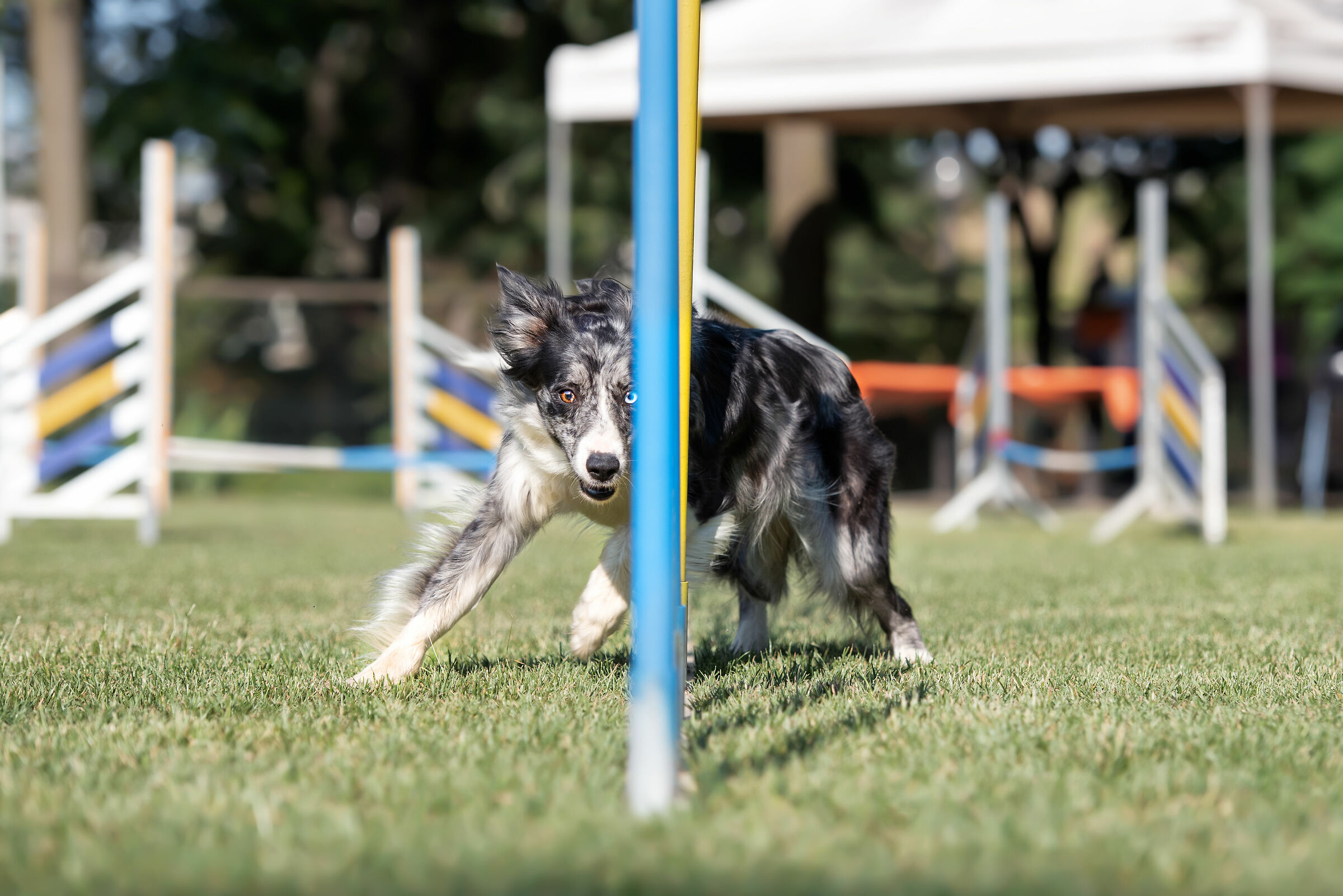 Border Collie and Slalom