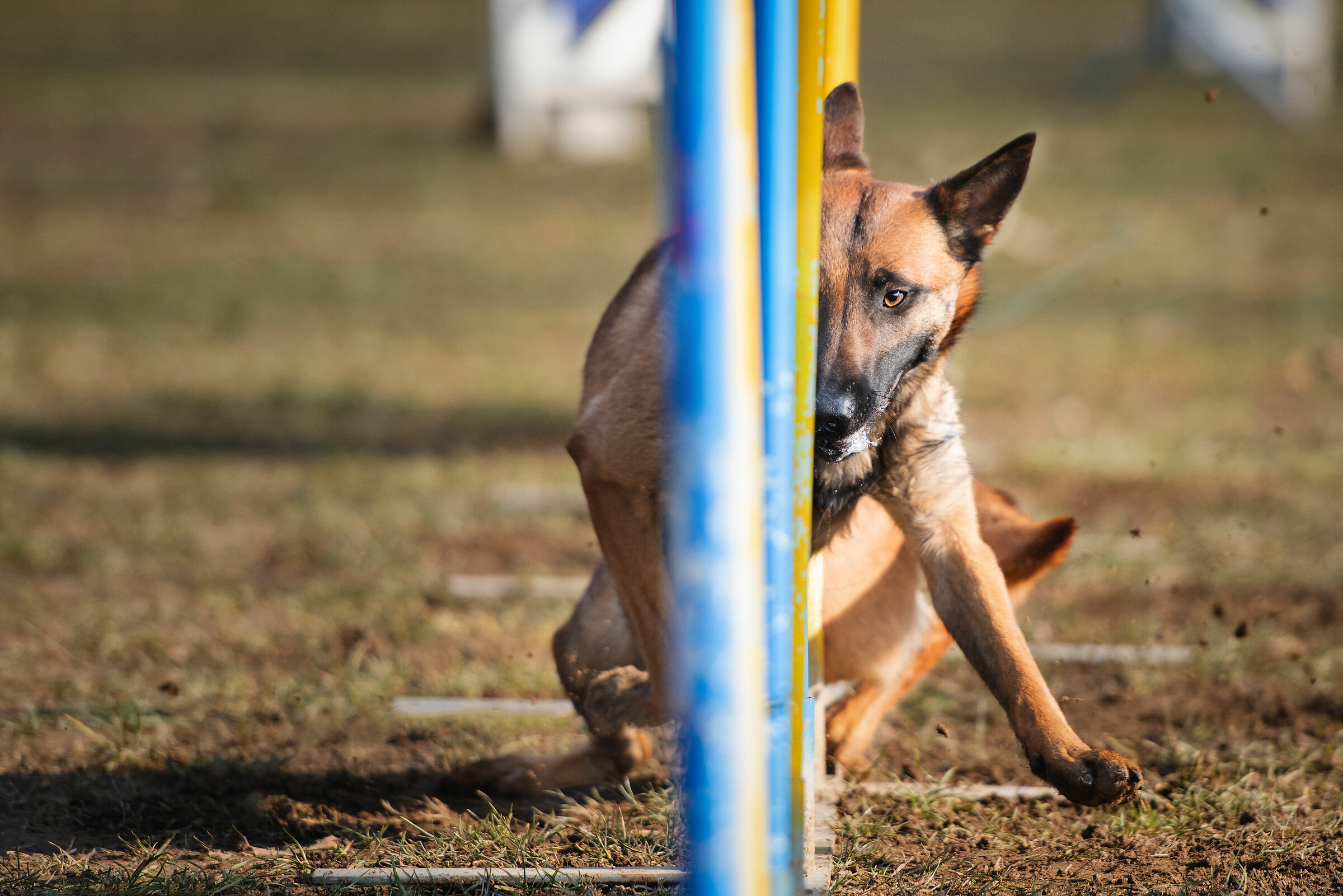 Malinois and Slalom