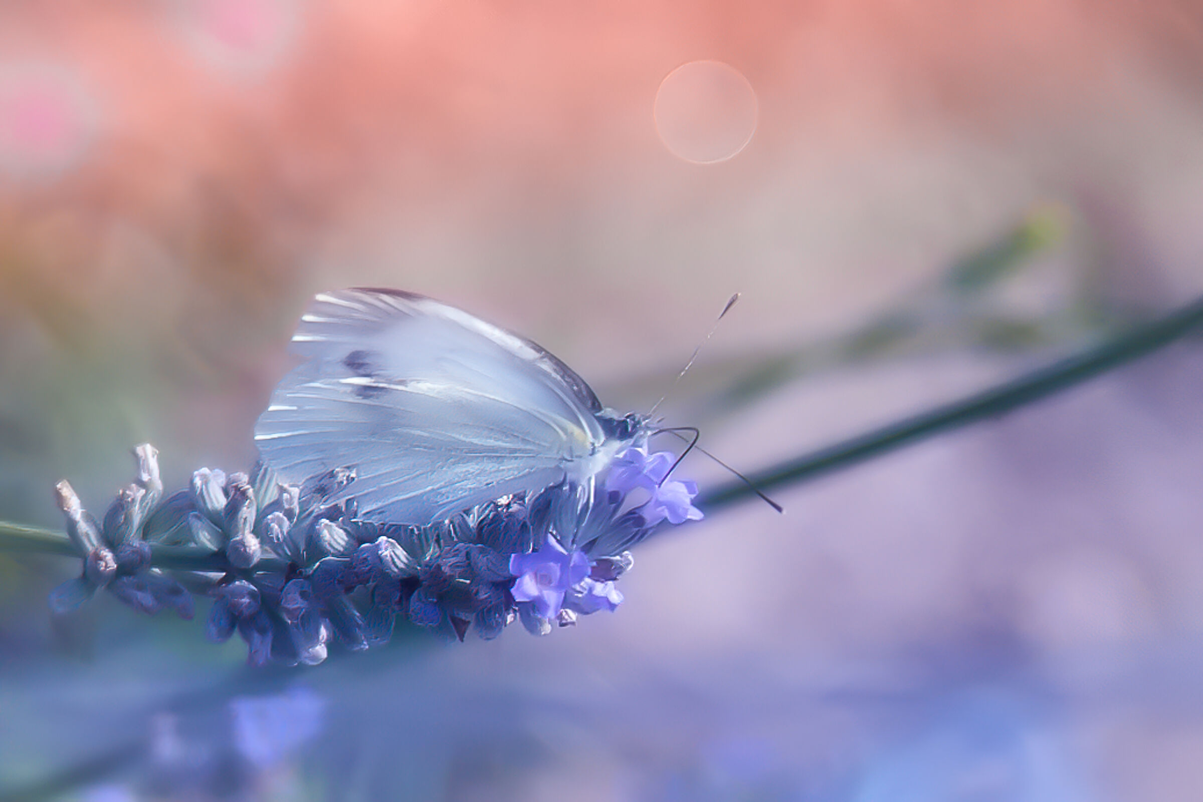 La delicatezza della farfalla