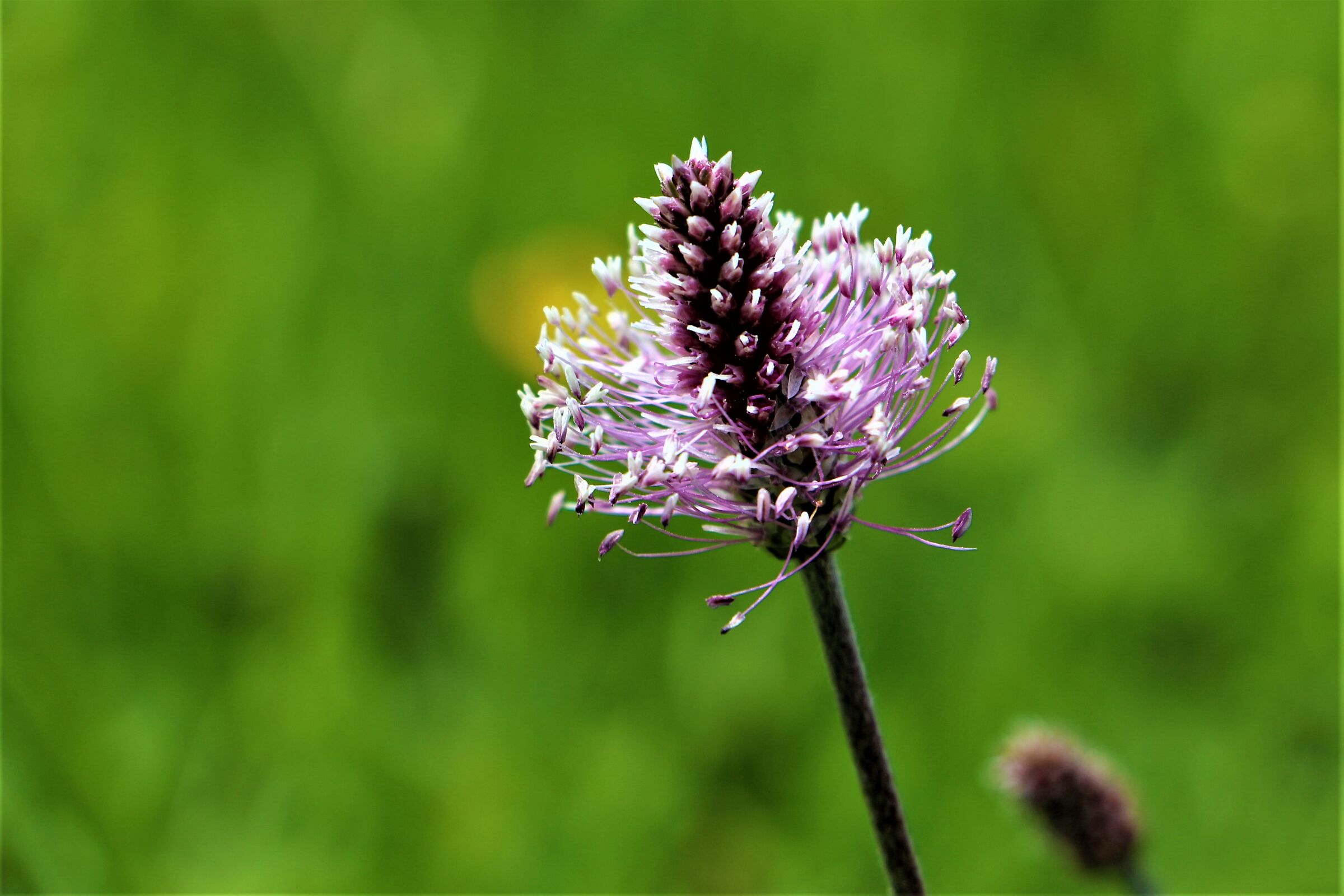 --- Fiori di campo ---