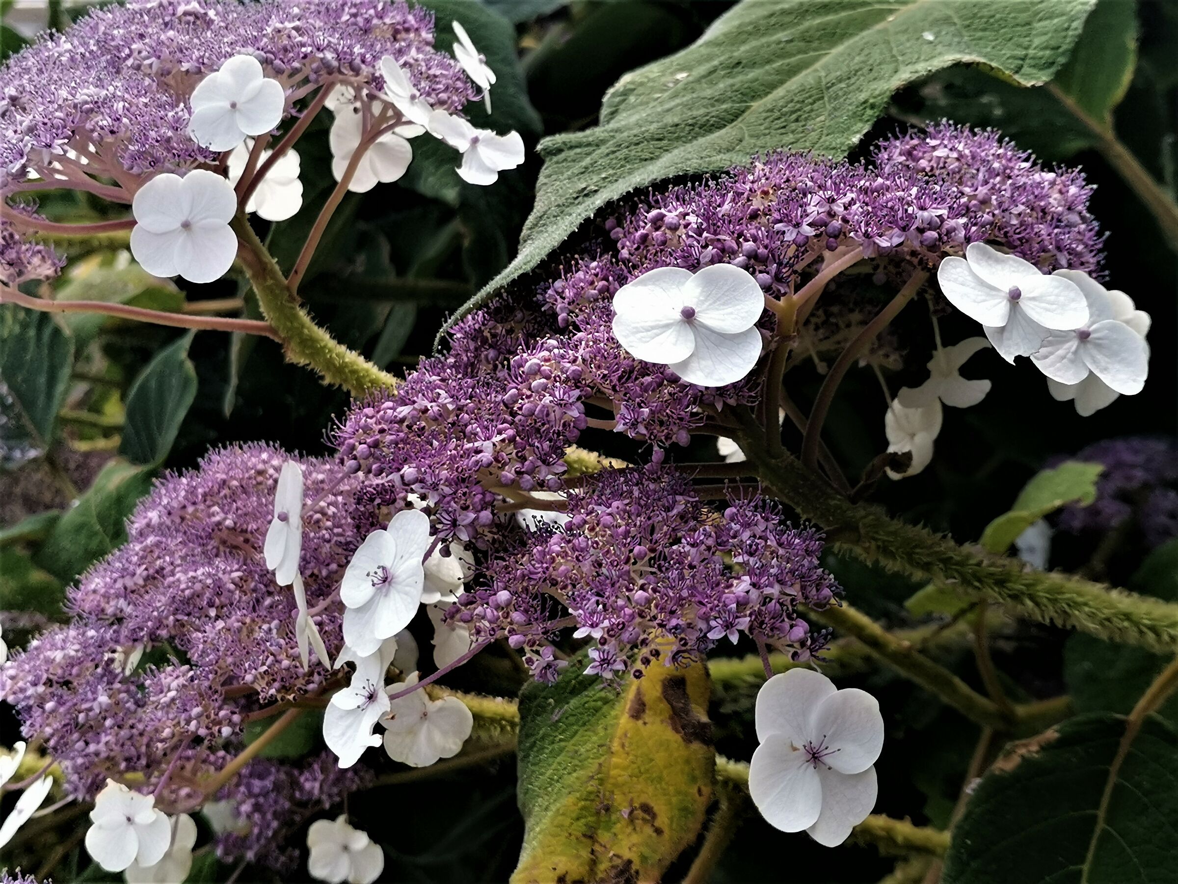 --- Fiori nel orto ----