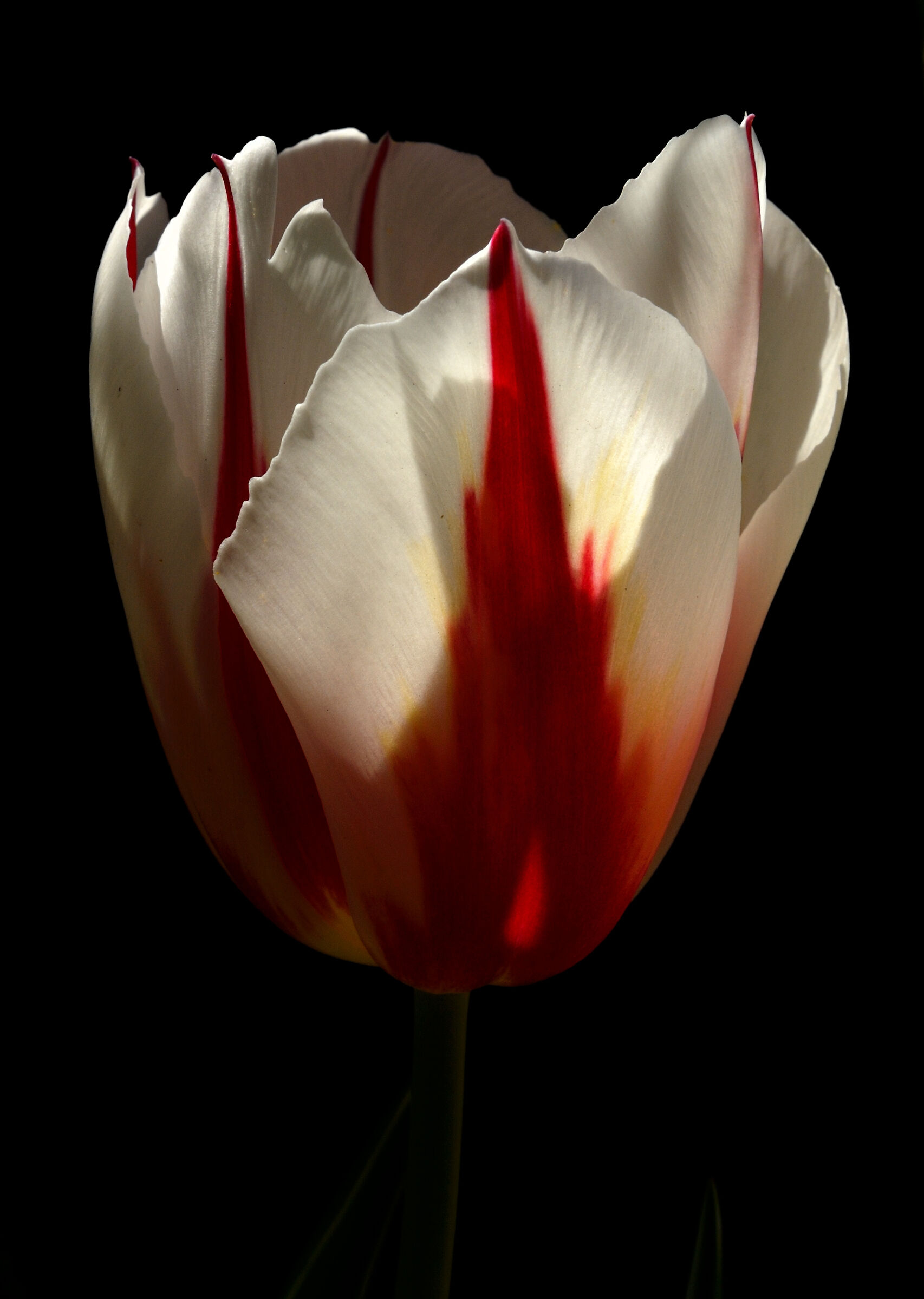 Tulip