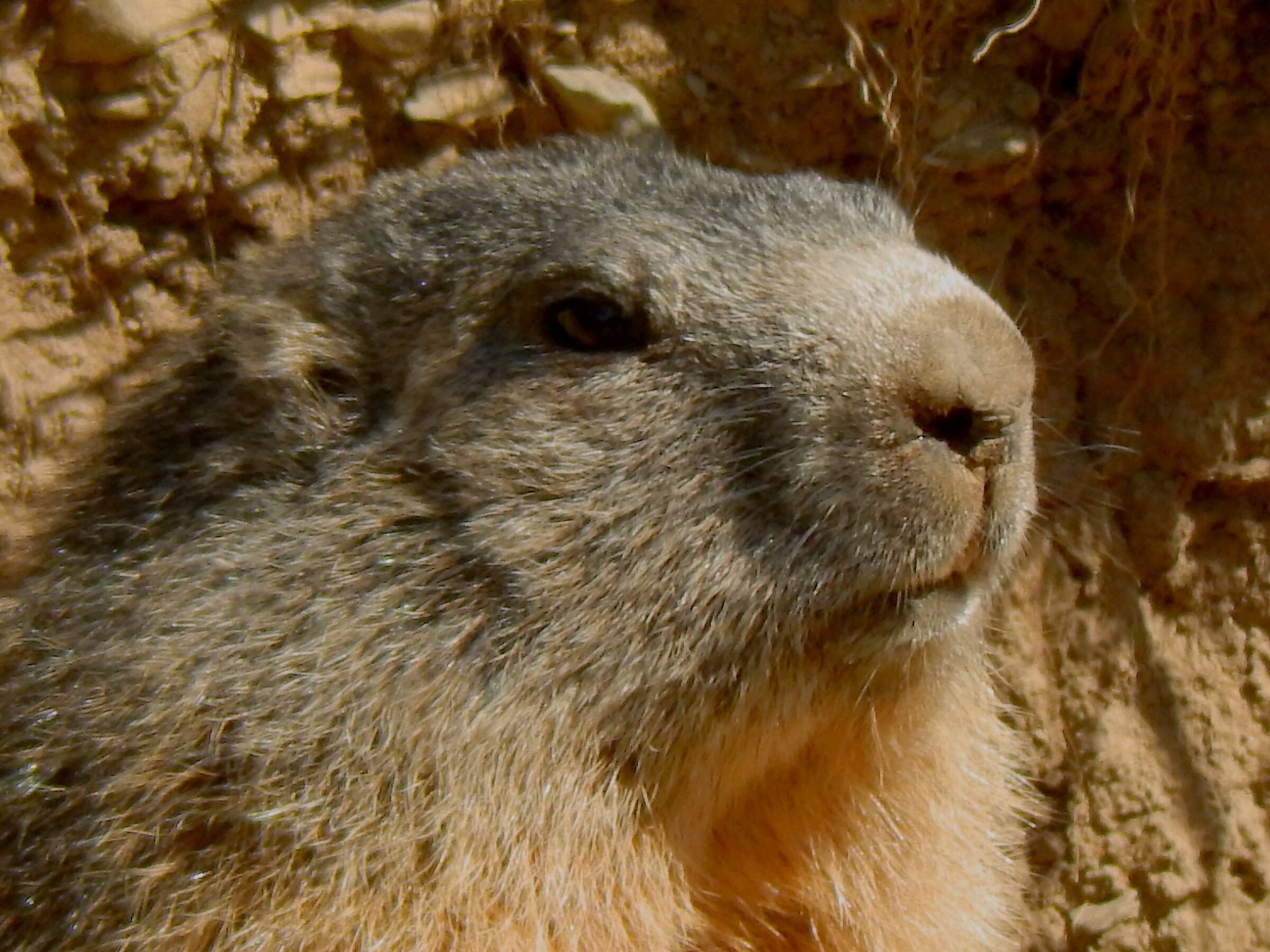 Quanta dolcezza  in quei musetti …