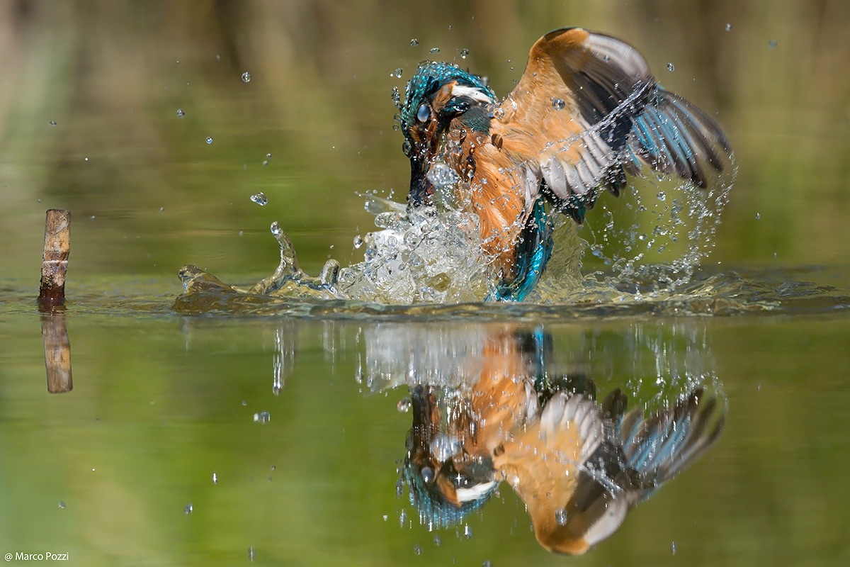 Emerge from the waters