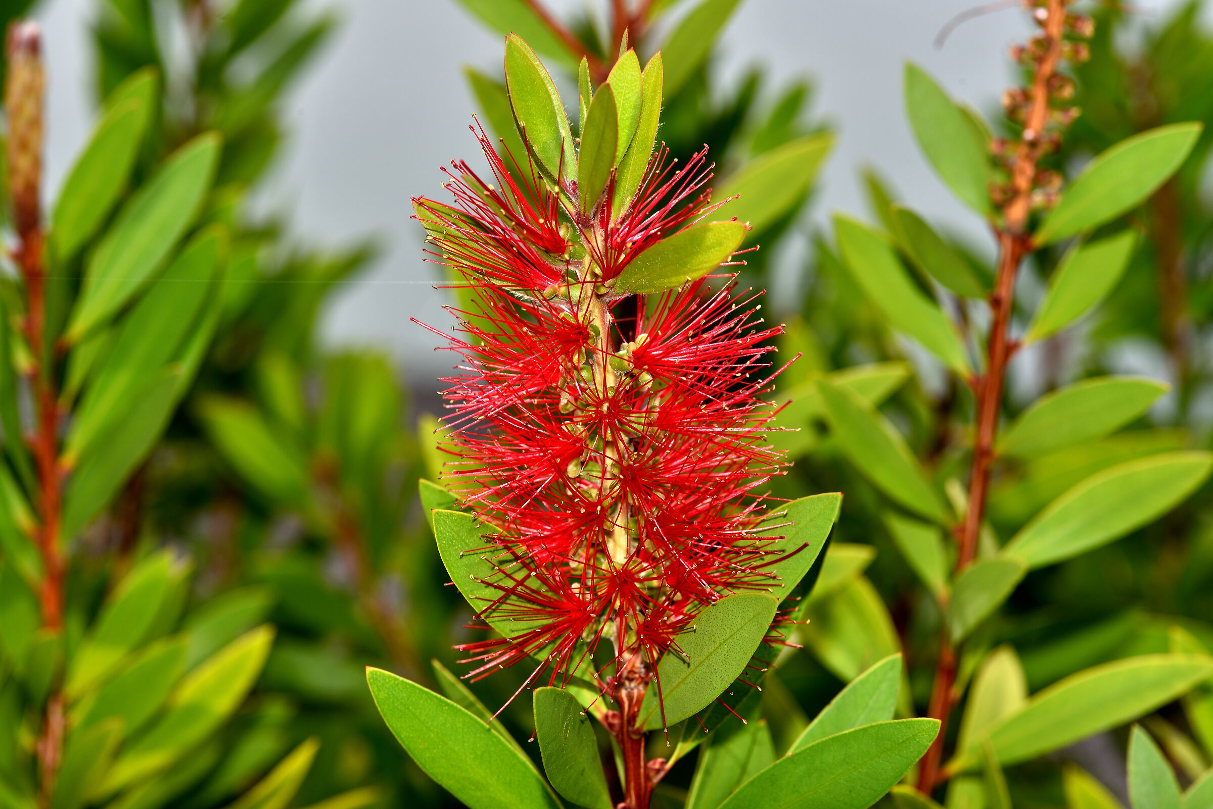 Fioritura di fine settembre