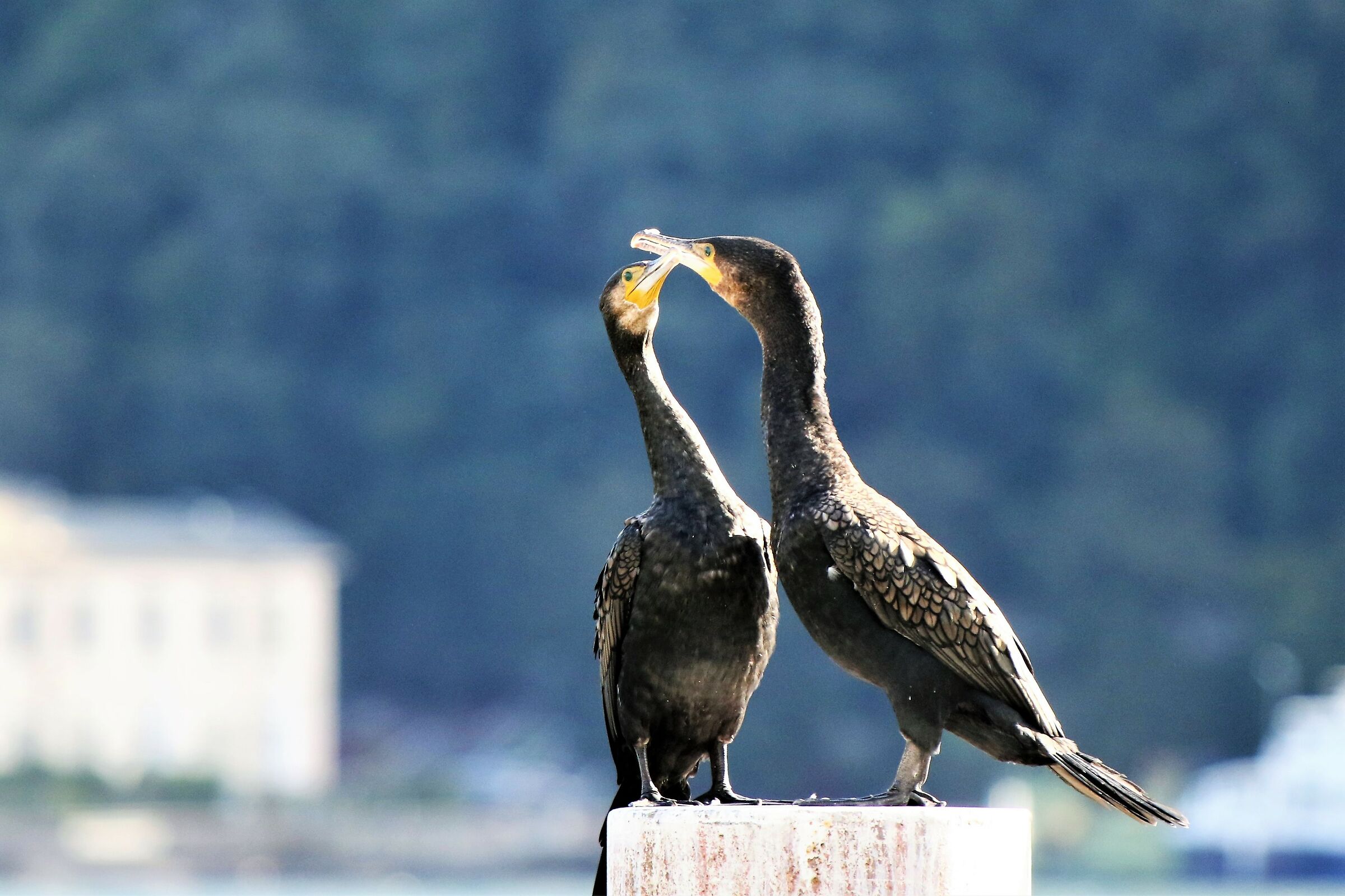 pair of cormorants