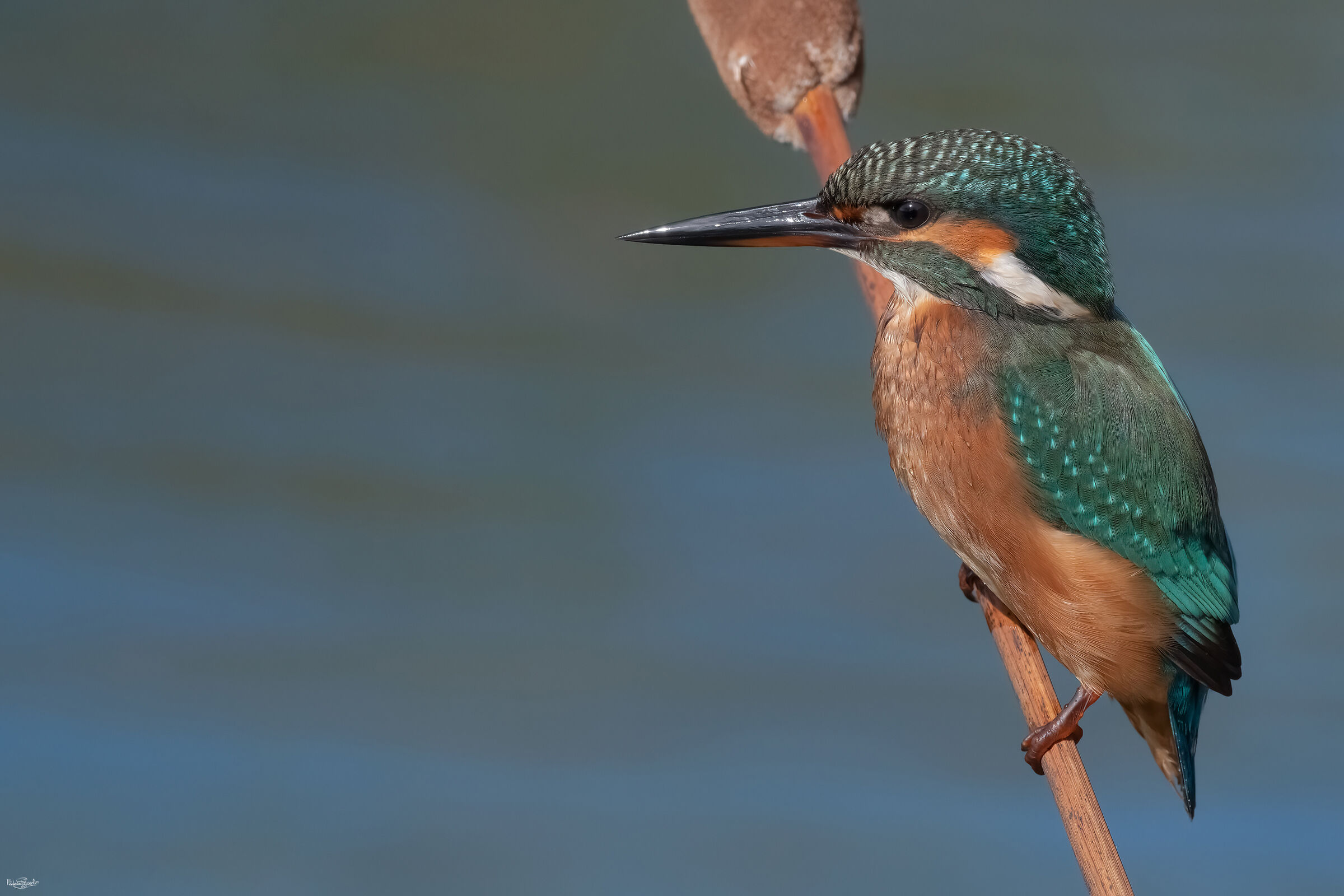 Kingfisher