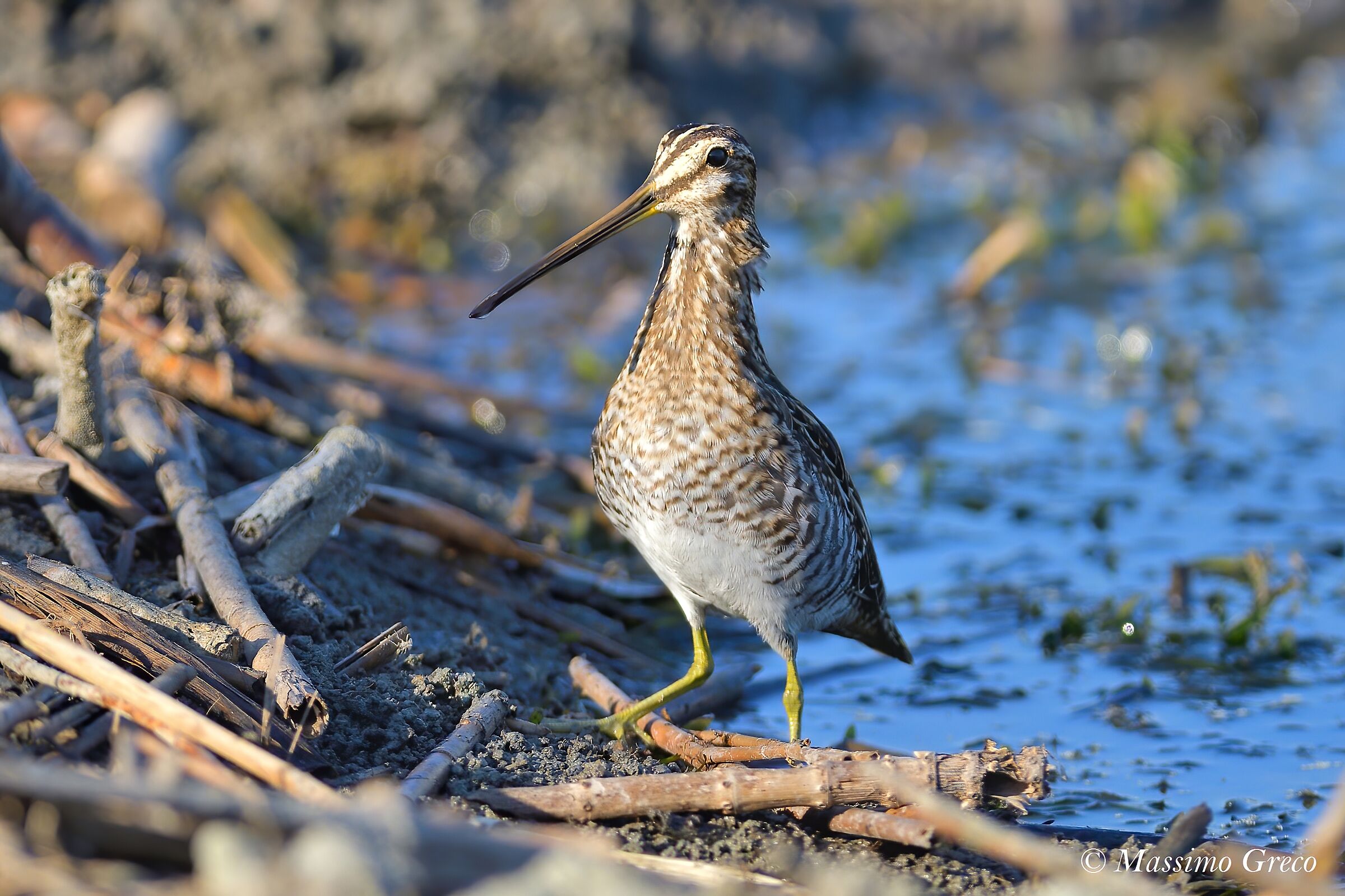 Sniccaccino (Gallinago hennago)