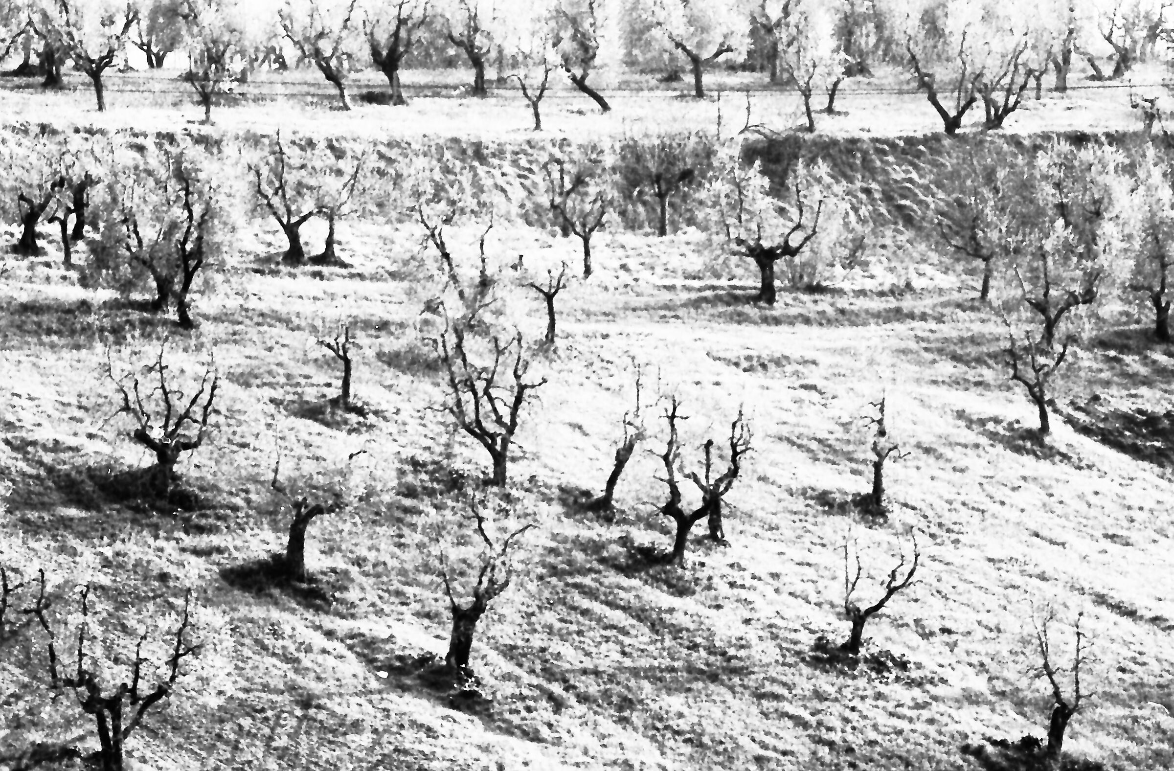 Olivi dopo la gelata