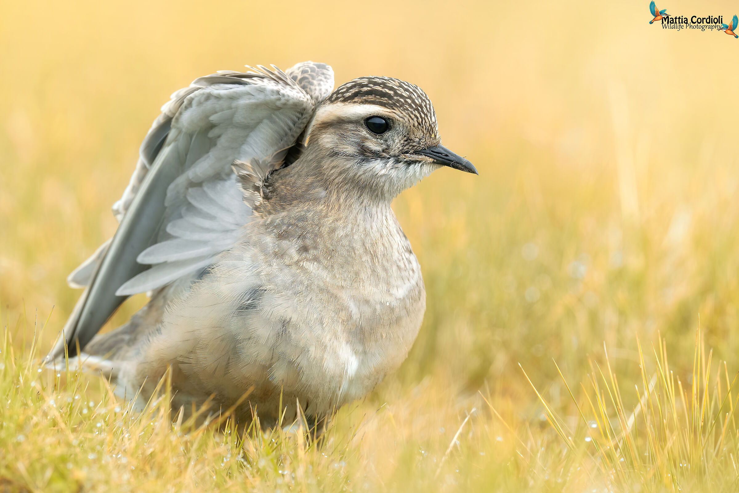 The little mountain angel...