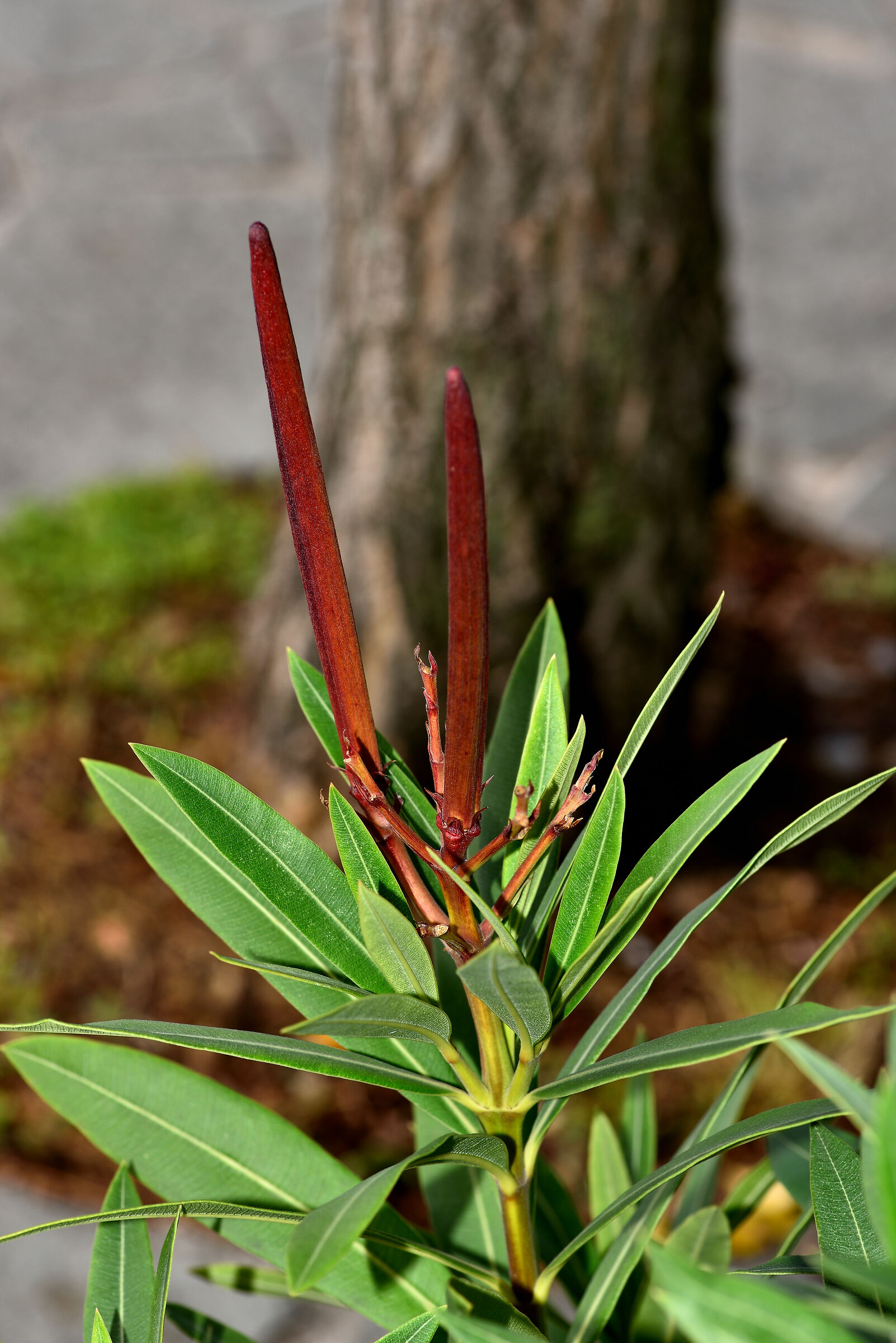 Oleandro a fine settembre