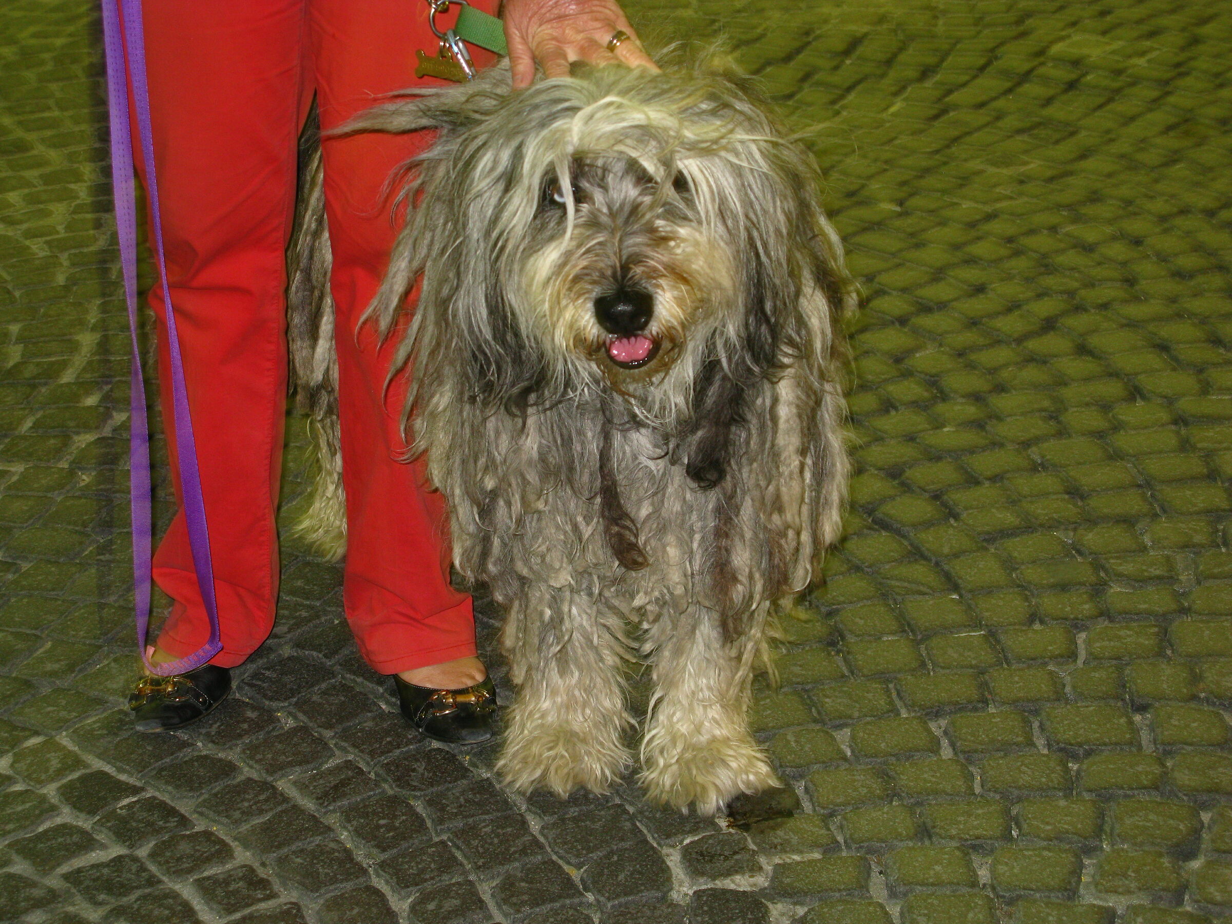 un tipico cane tipo rasta .