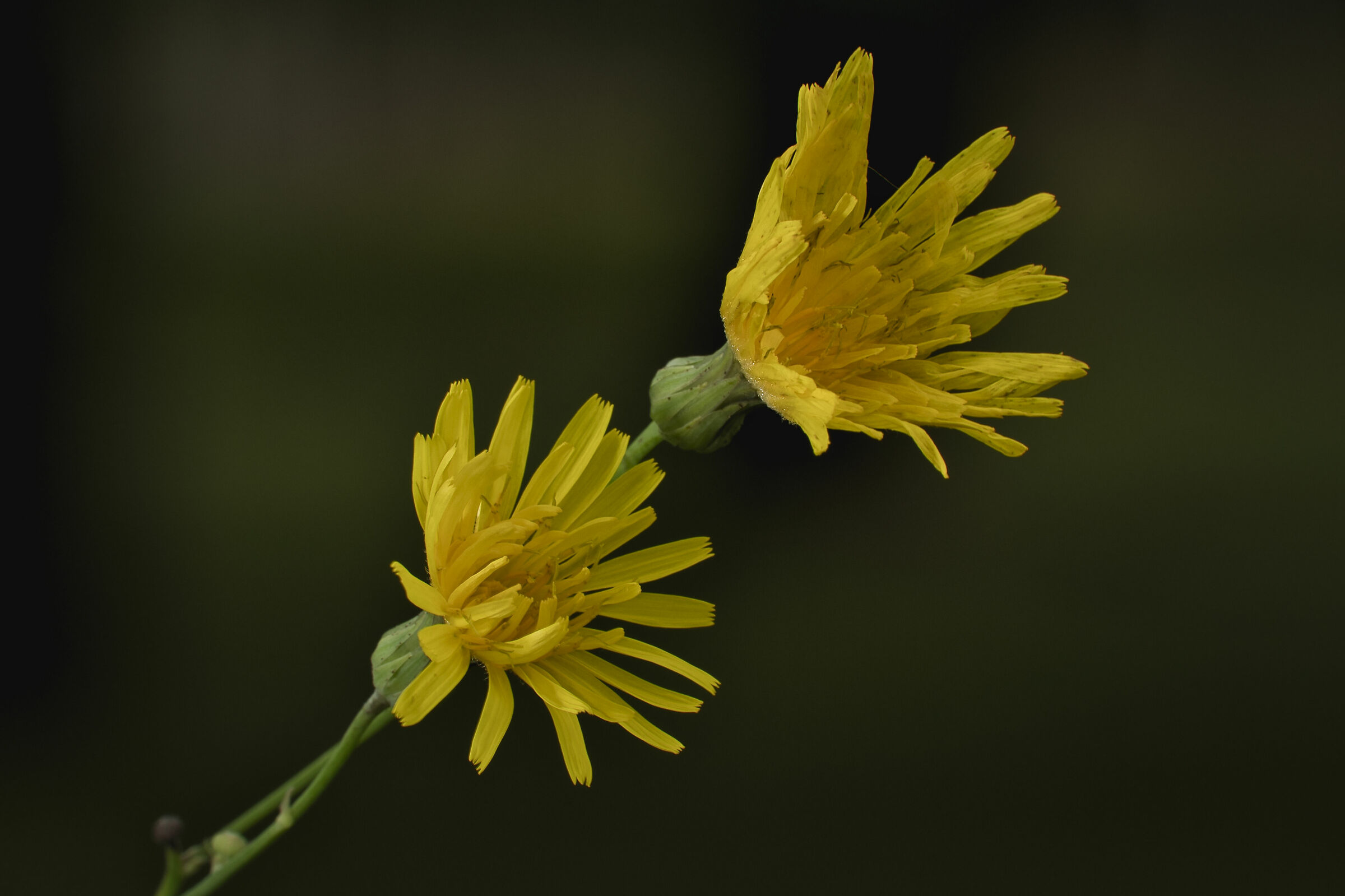 The beauties of autumn
