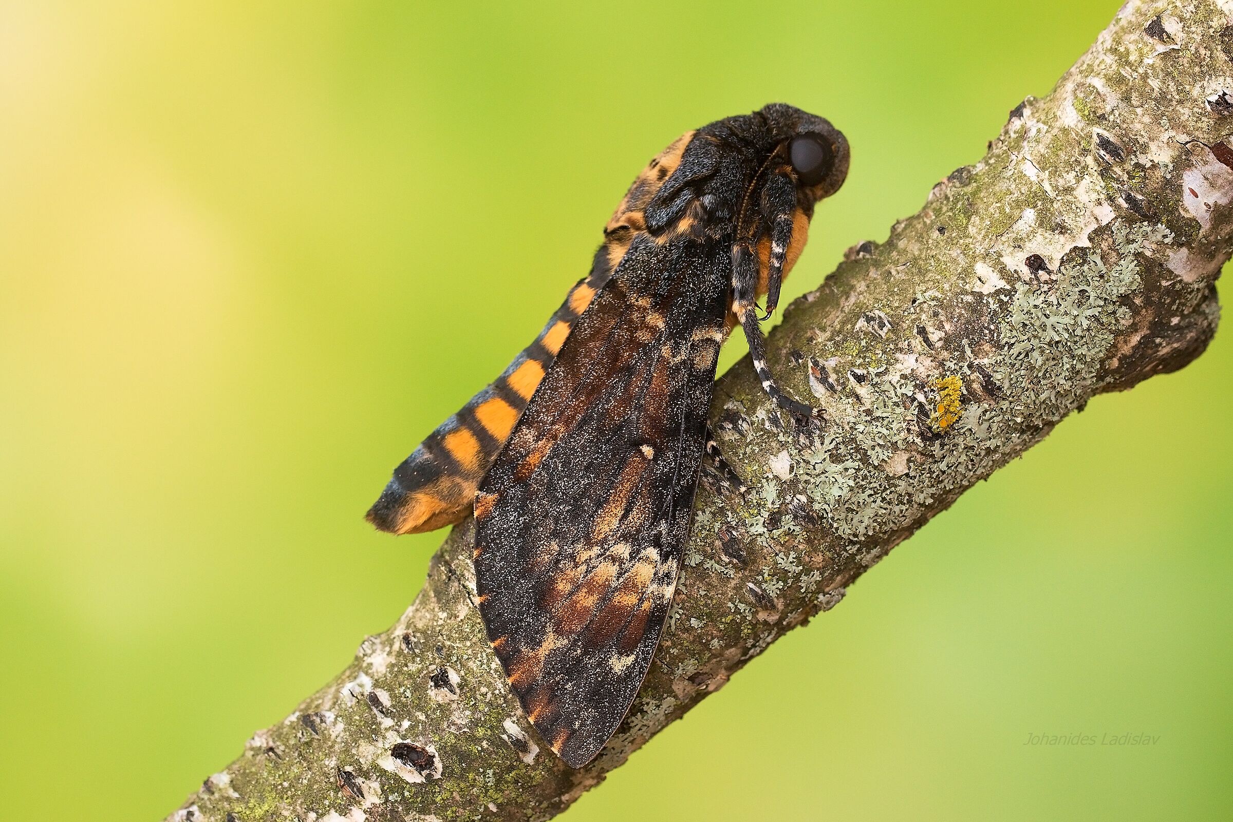Acherontia atropos - femmina (Natura)