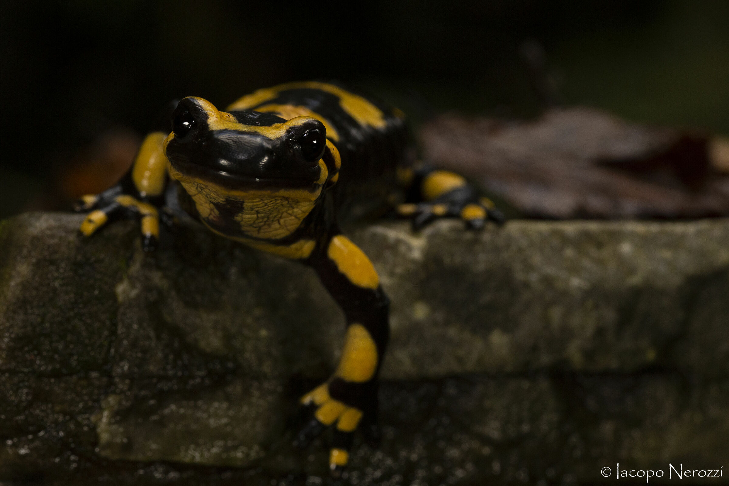 Ritratto giallo e nero