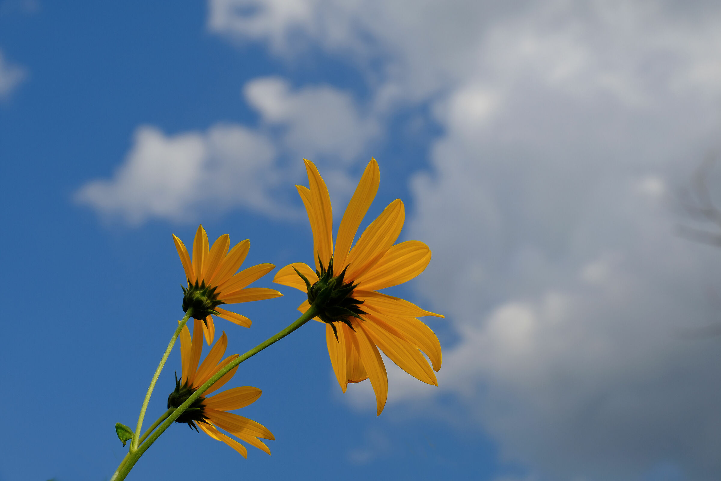 Rivolti verso il cielo