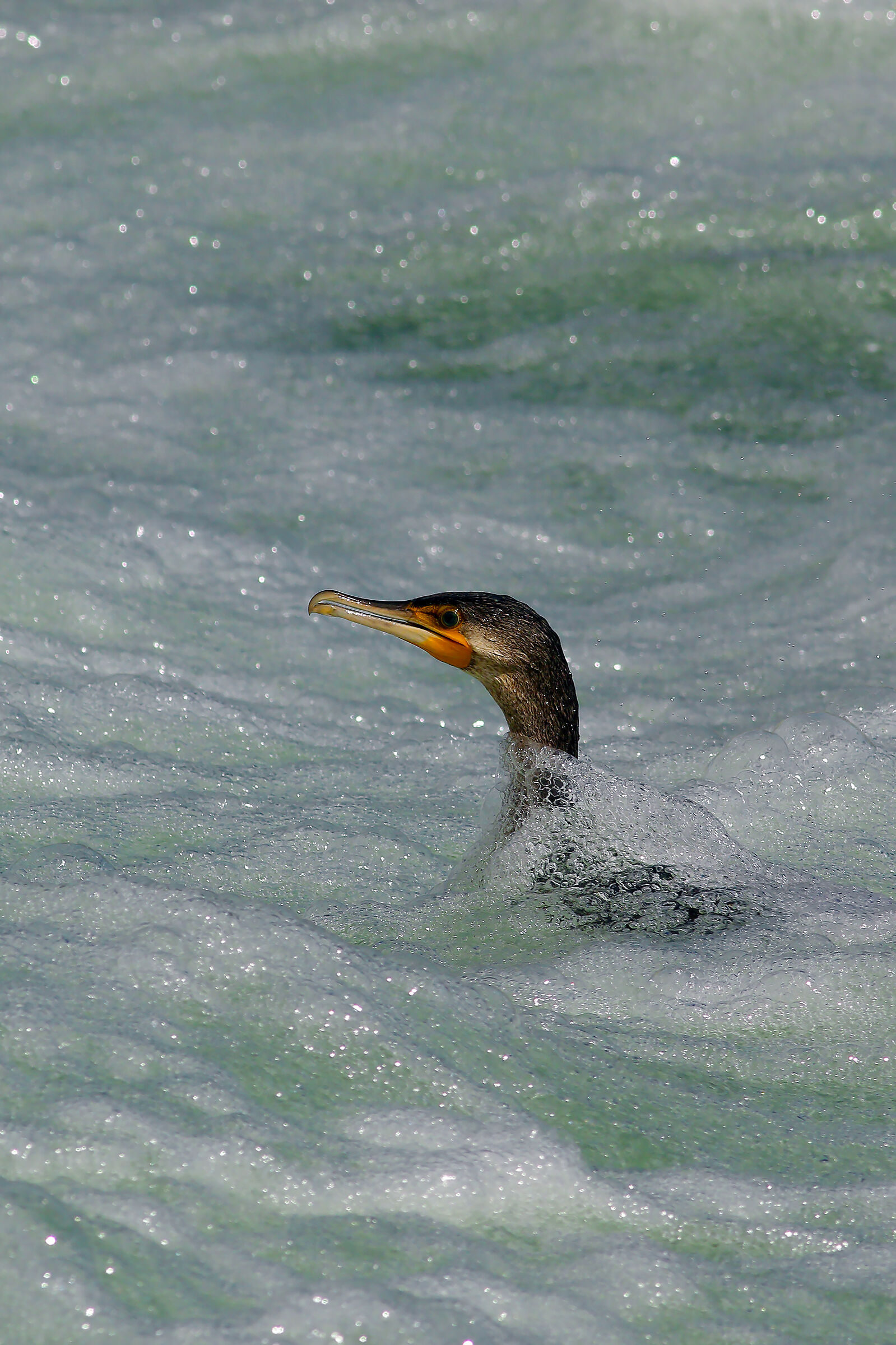 ritaglio...da controcorrente