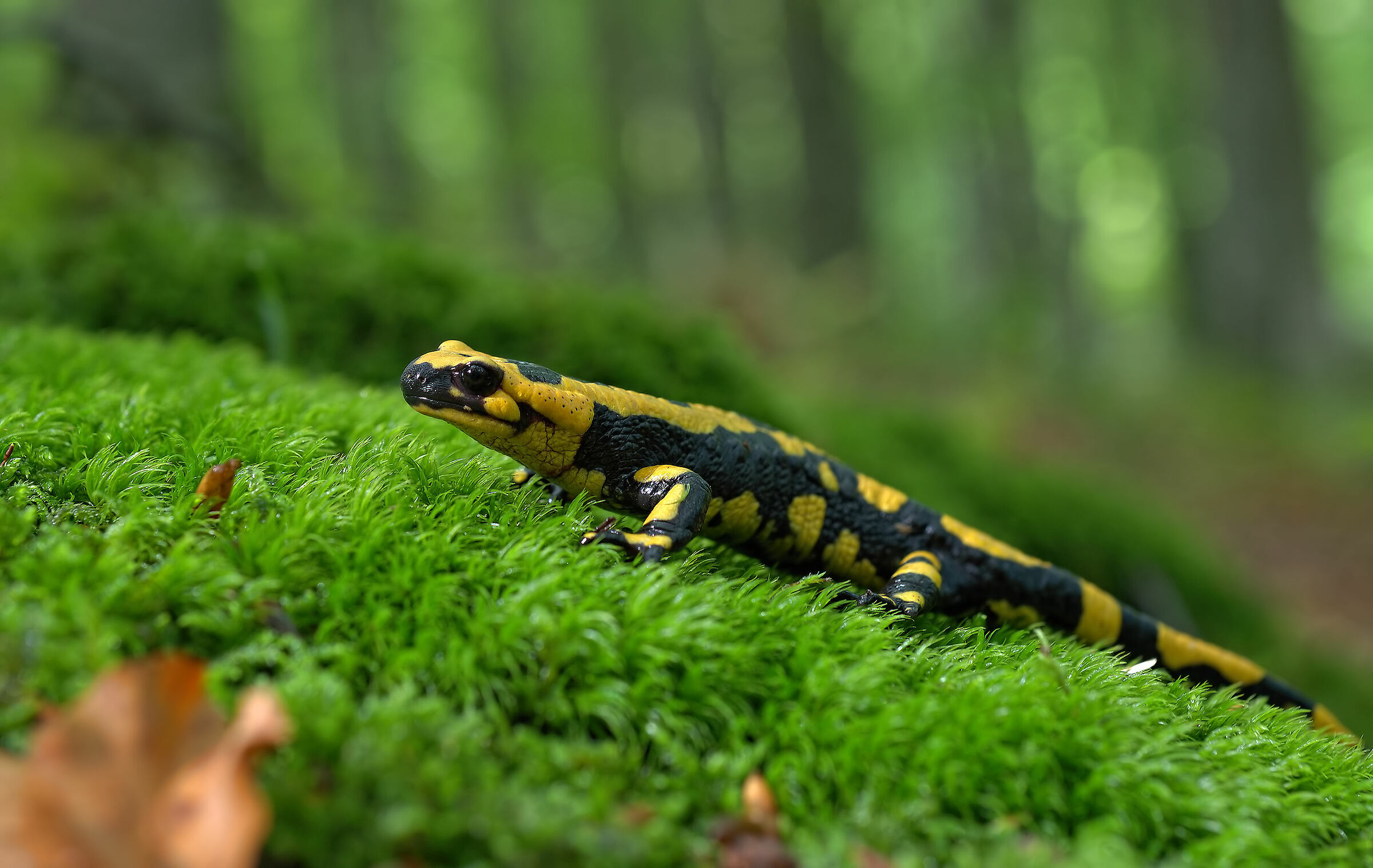 Pieced Salamander