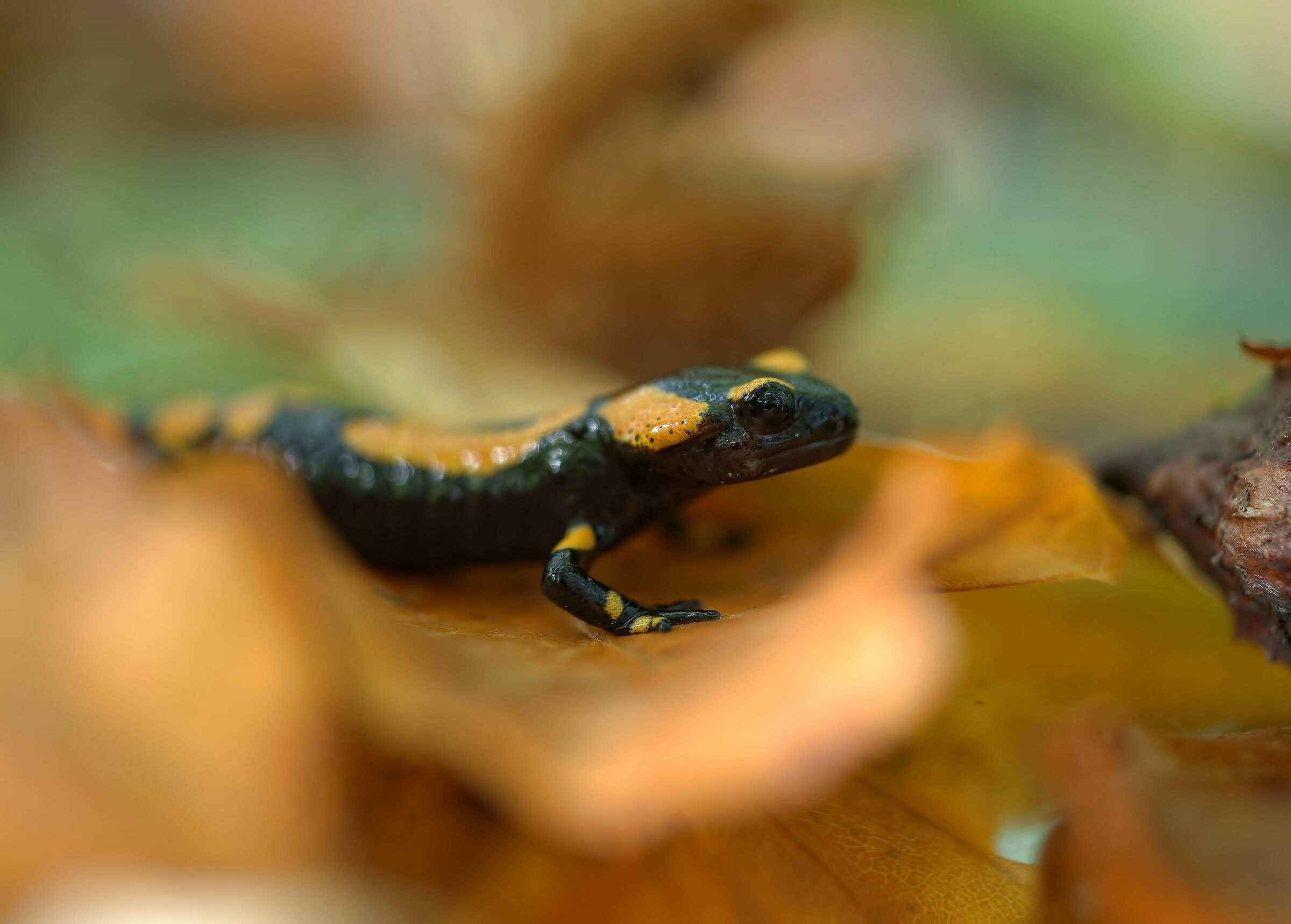 Pieced Salamander