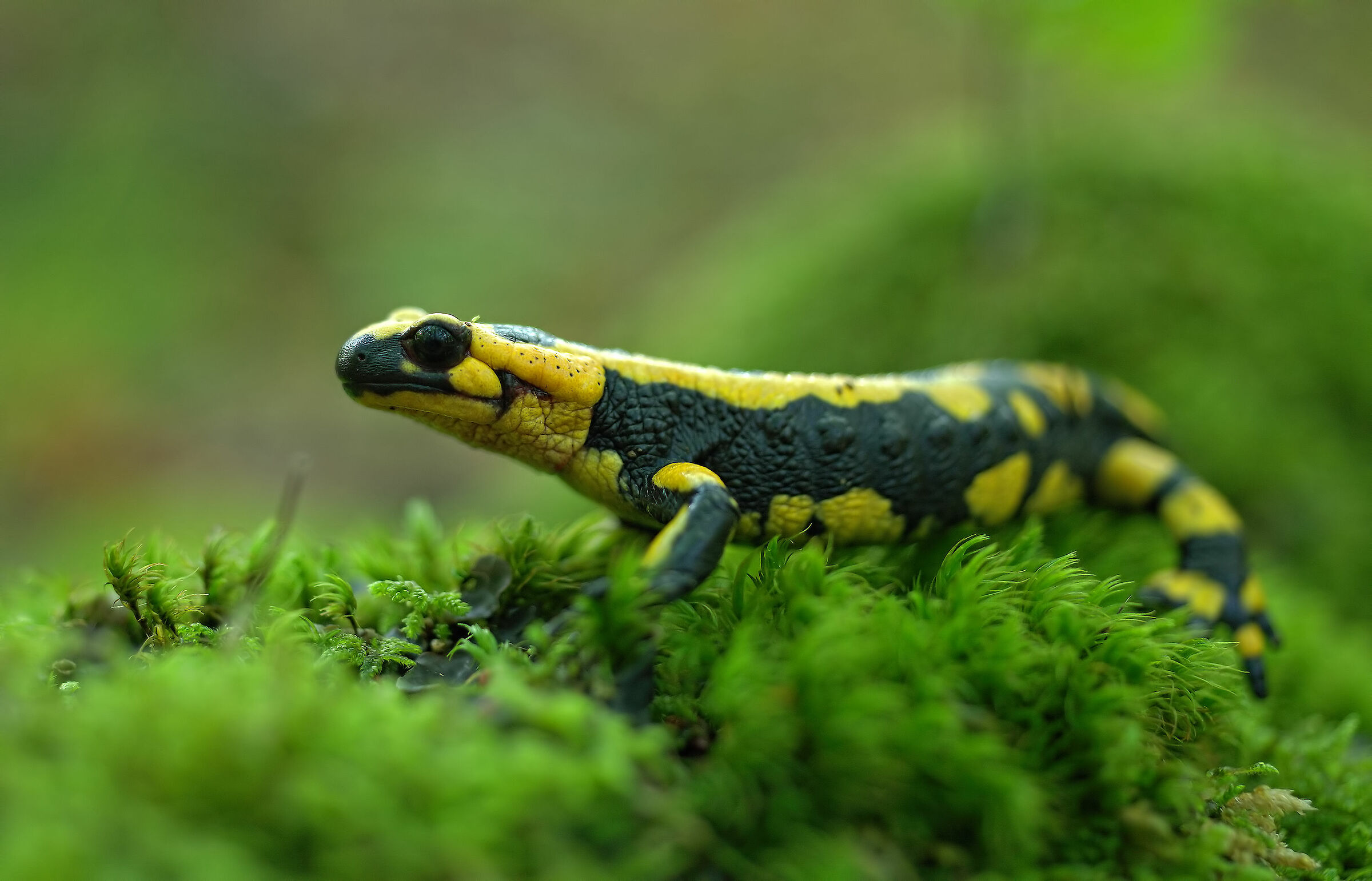 Pieced Salamander