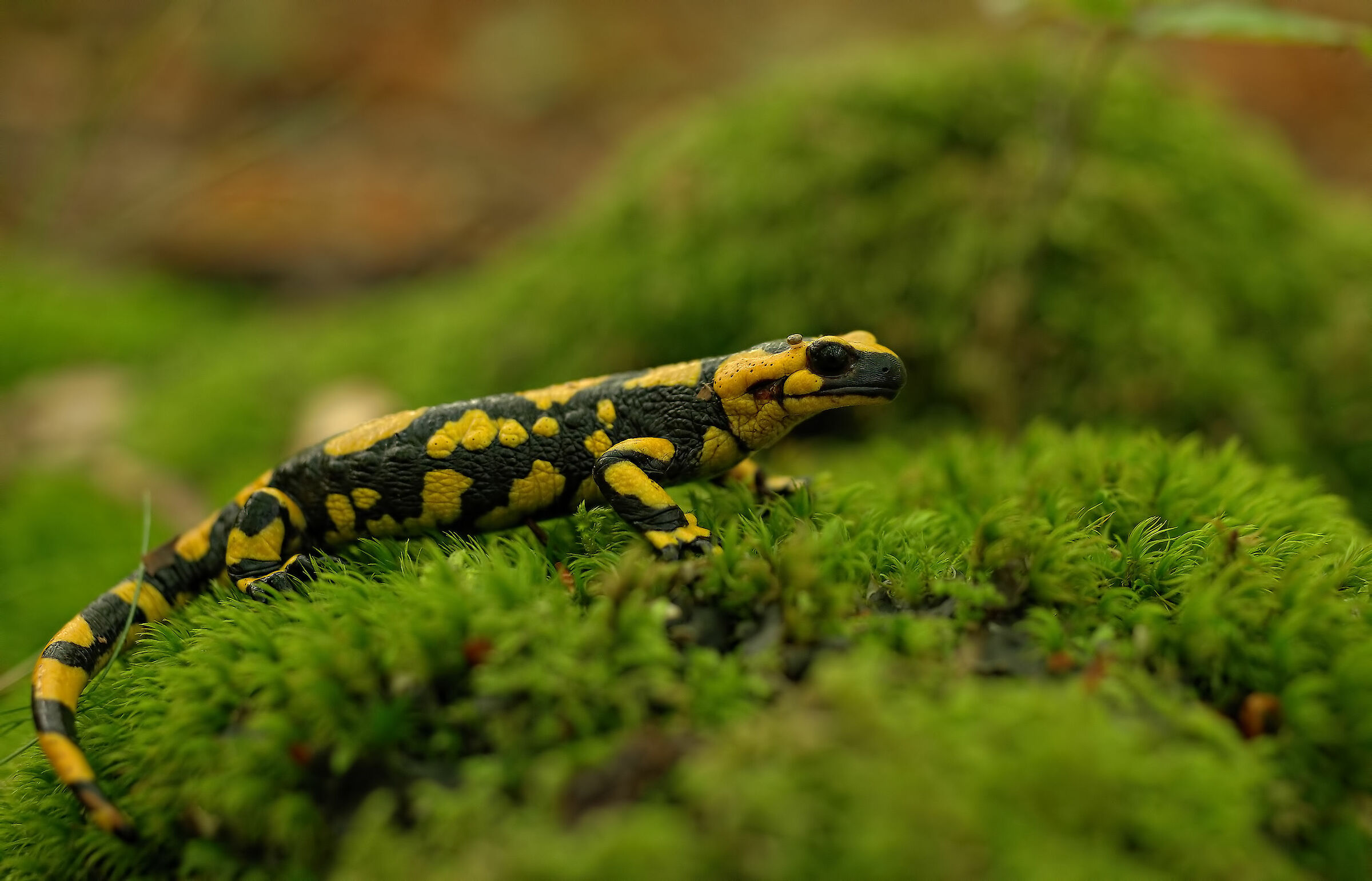 Pieced Salamander