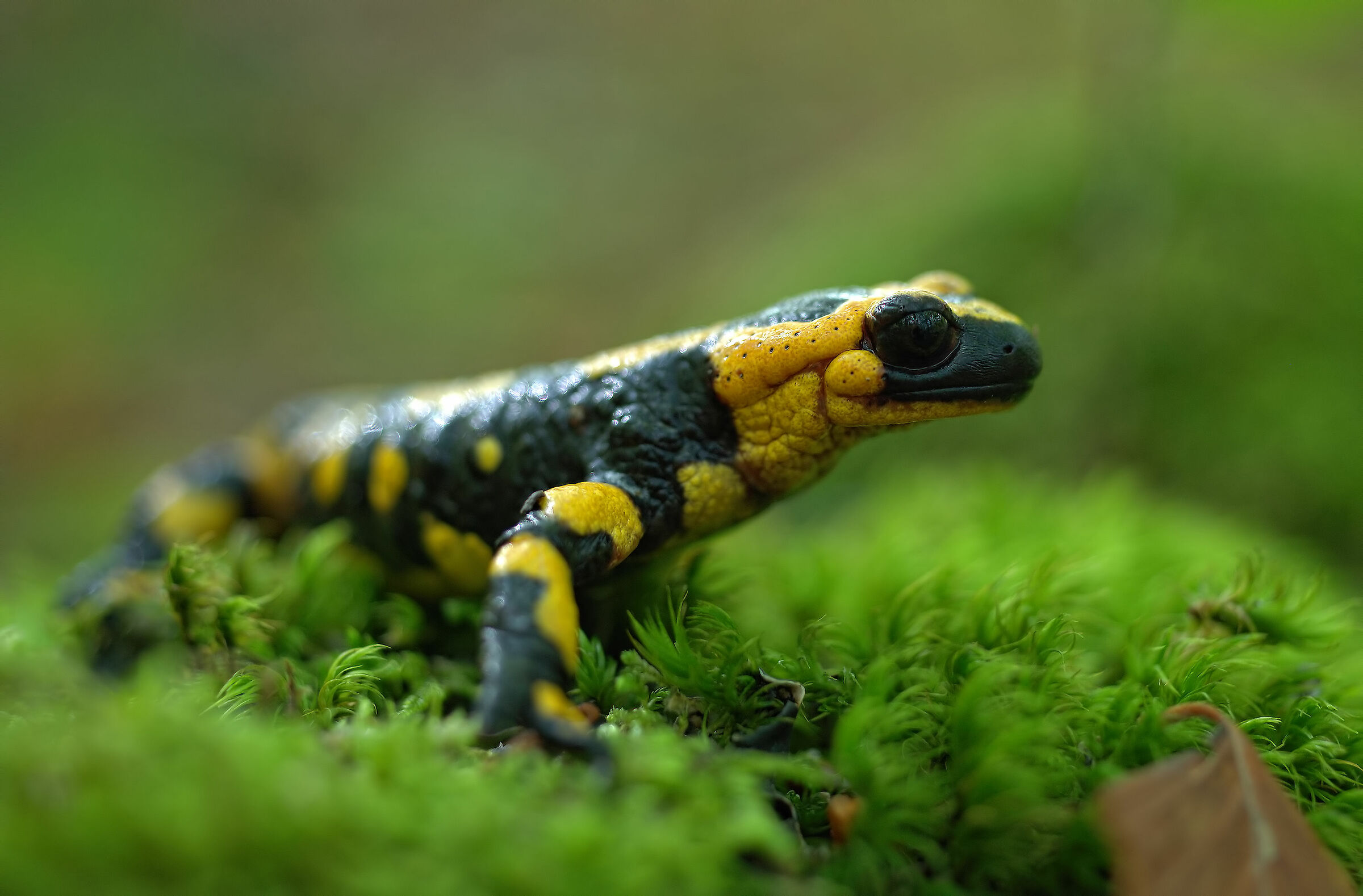 Pieced Salamander