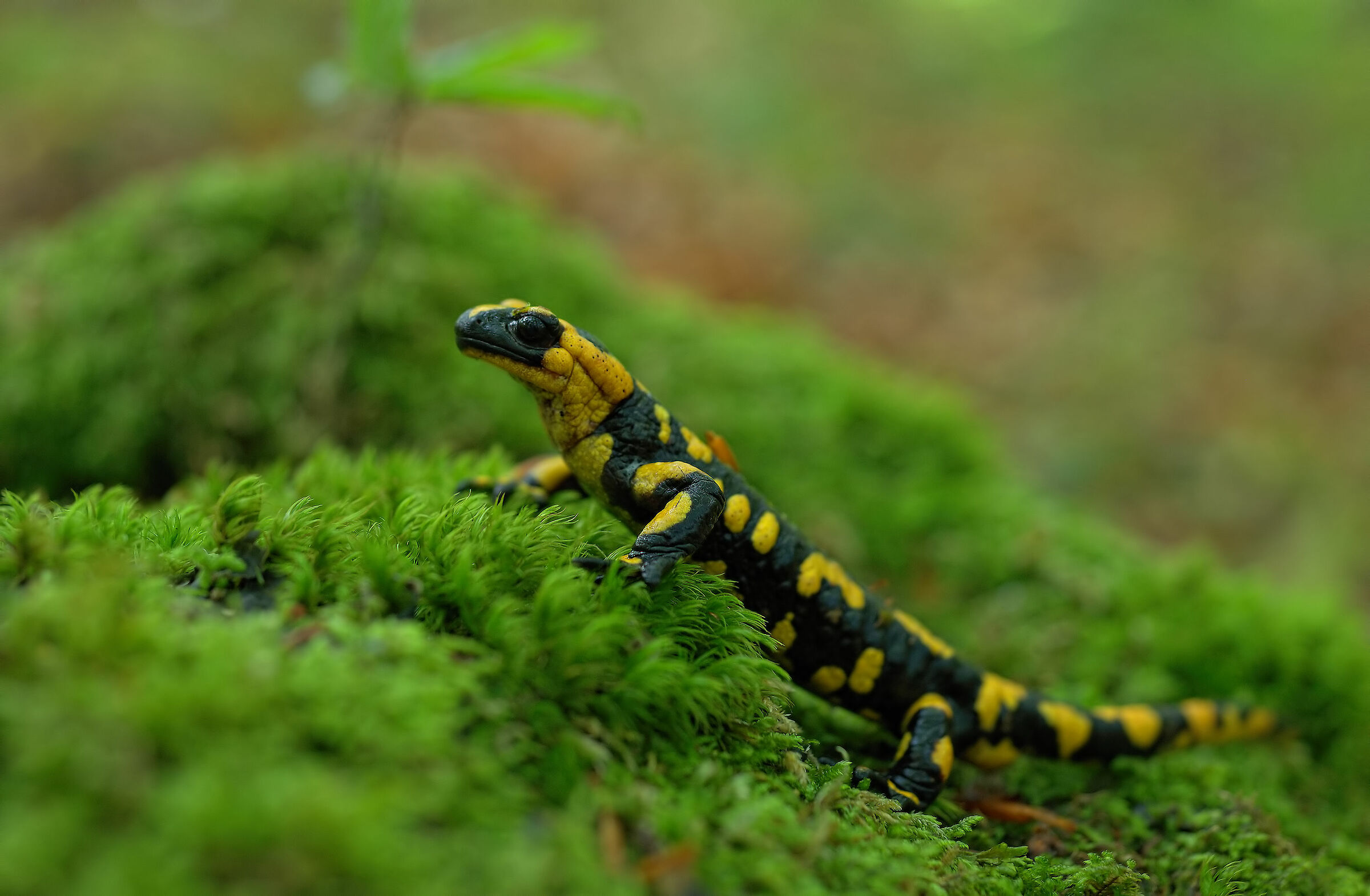 Pieced Salamander