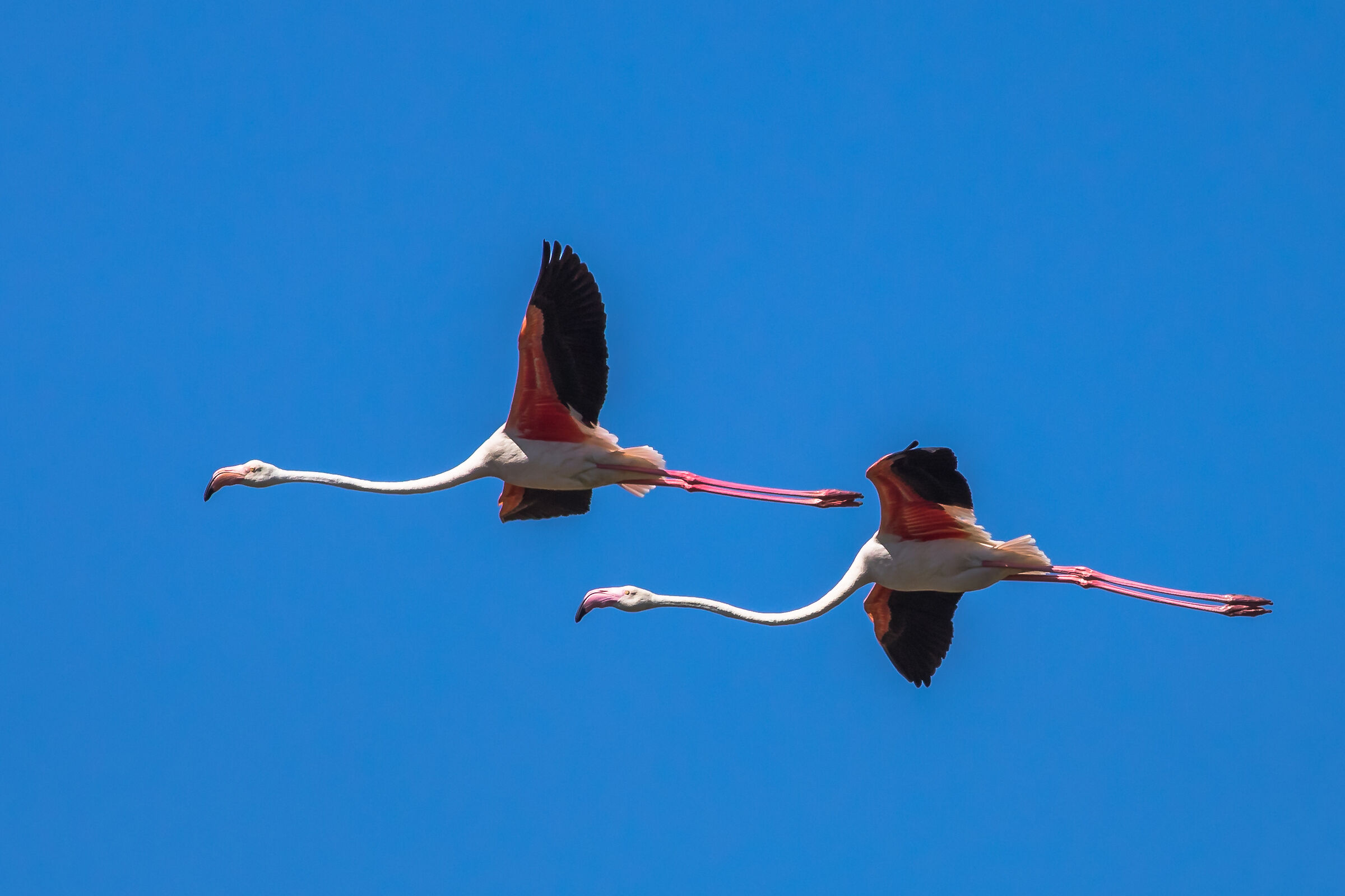 Flamingos
