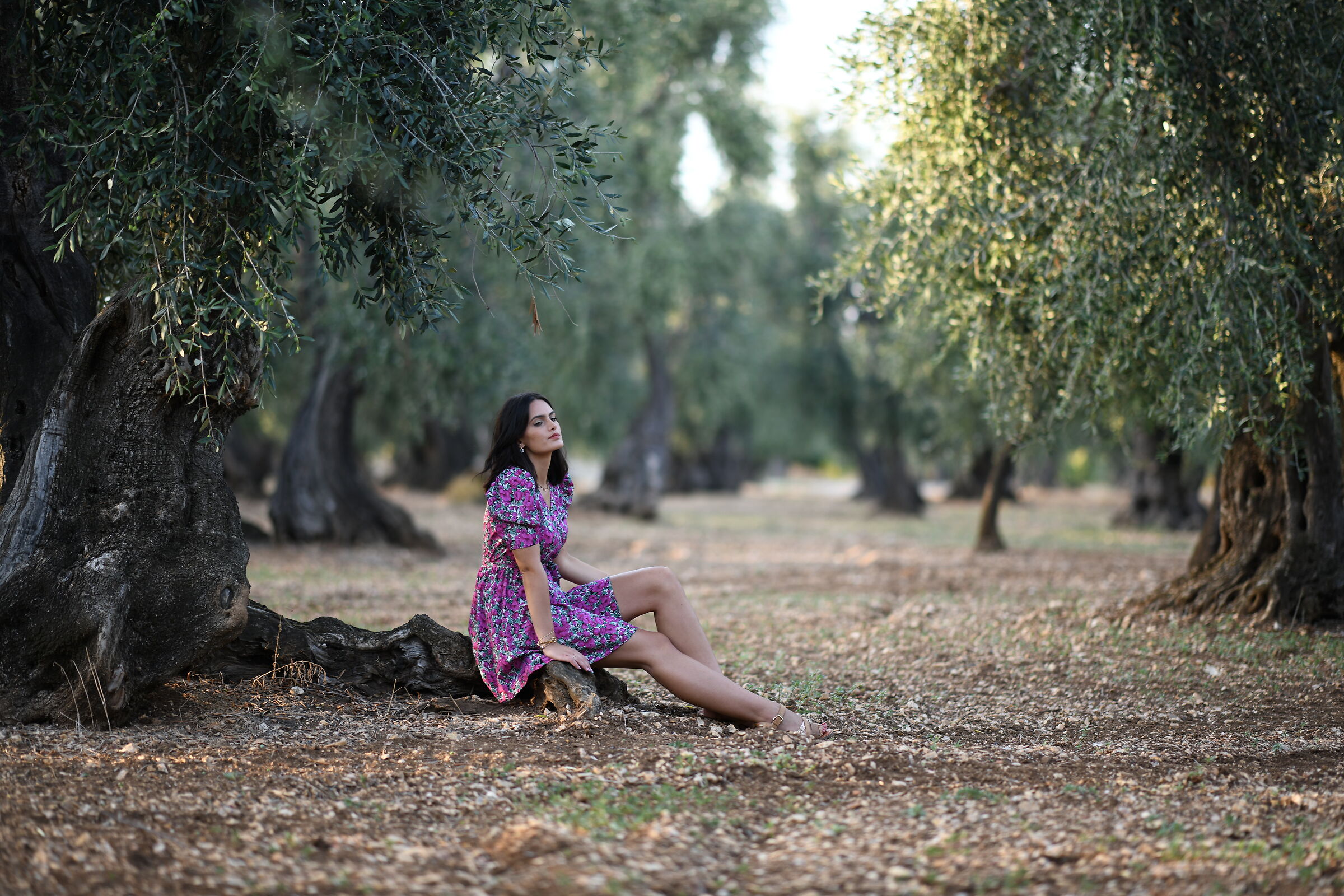 Among the olive trees