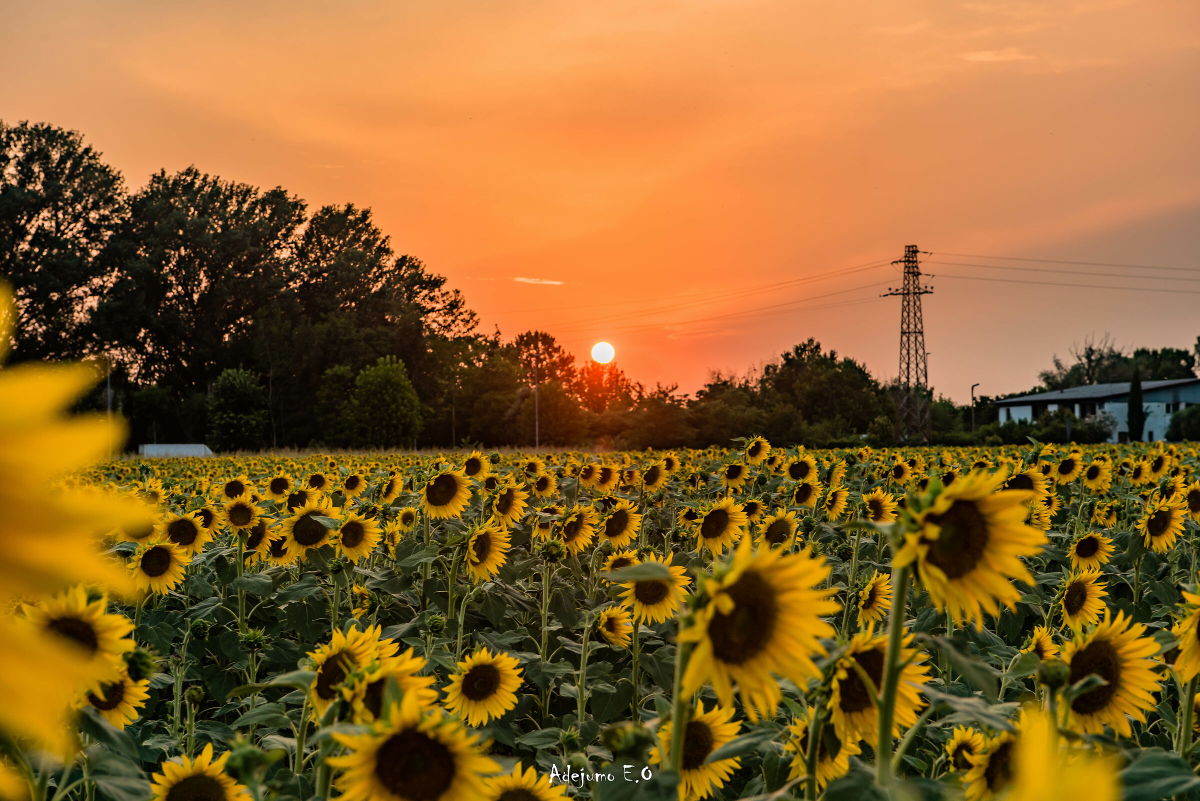 Sunflowers