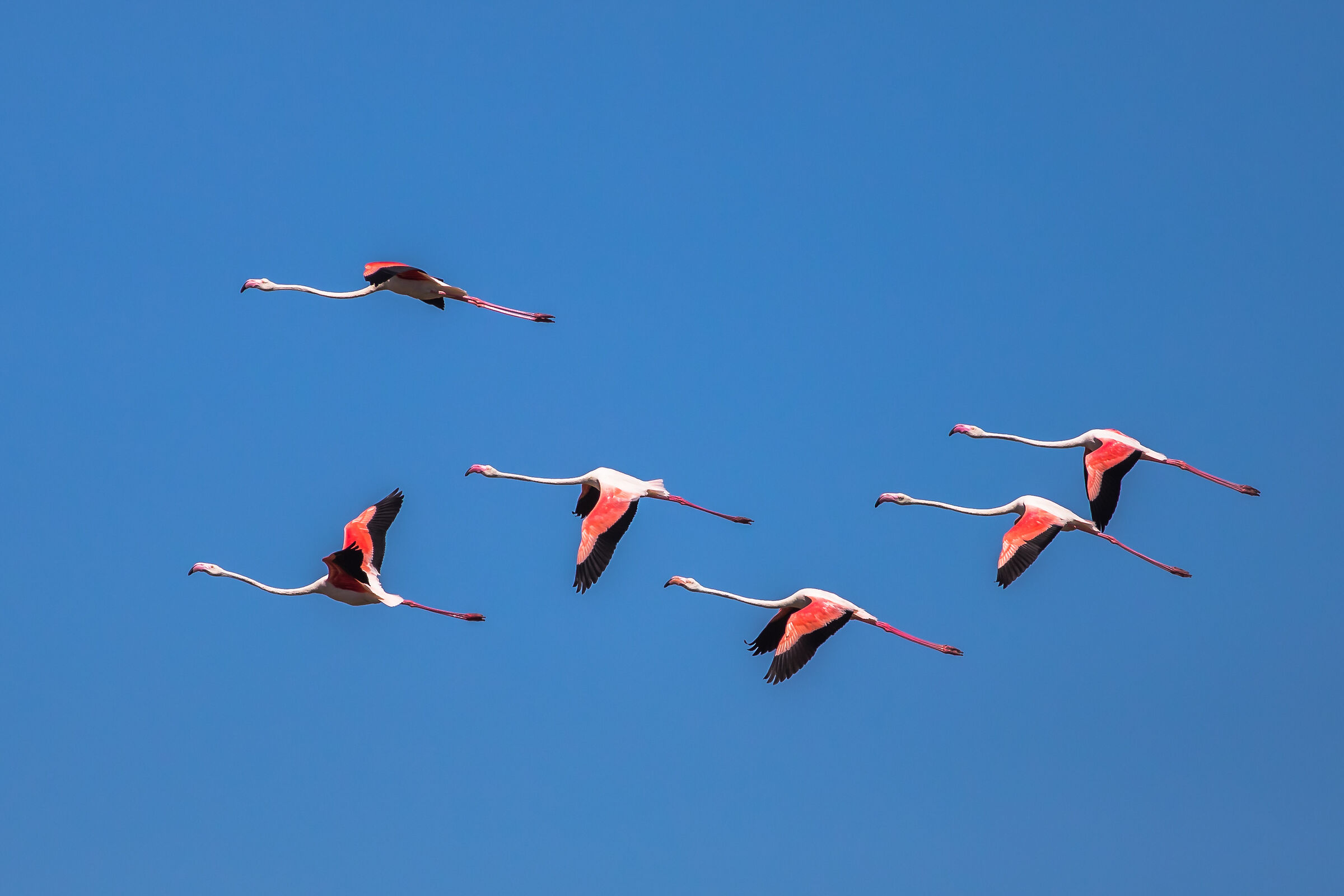 Flamingos