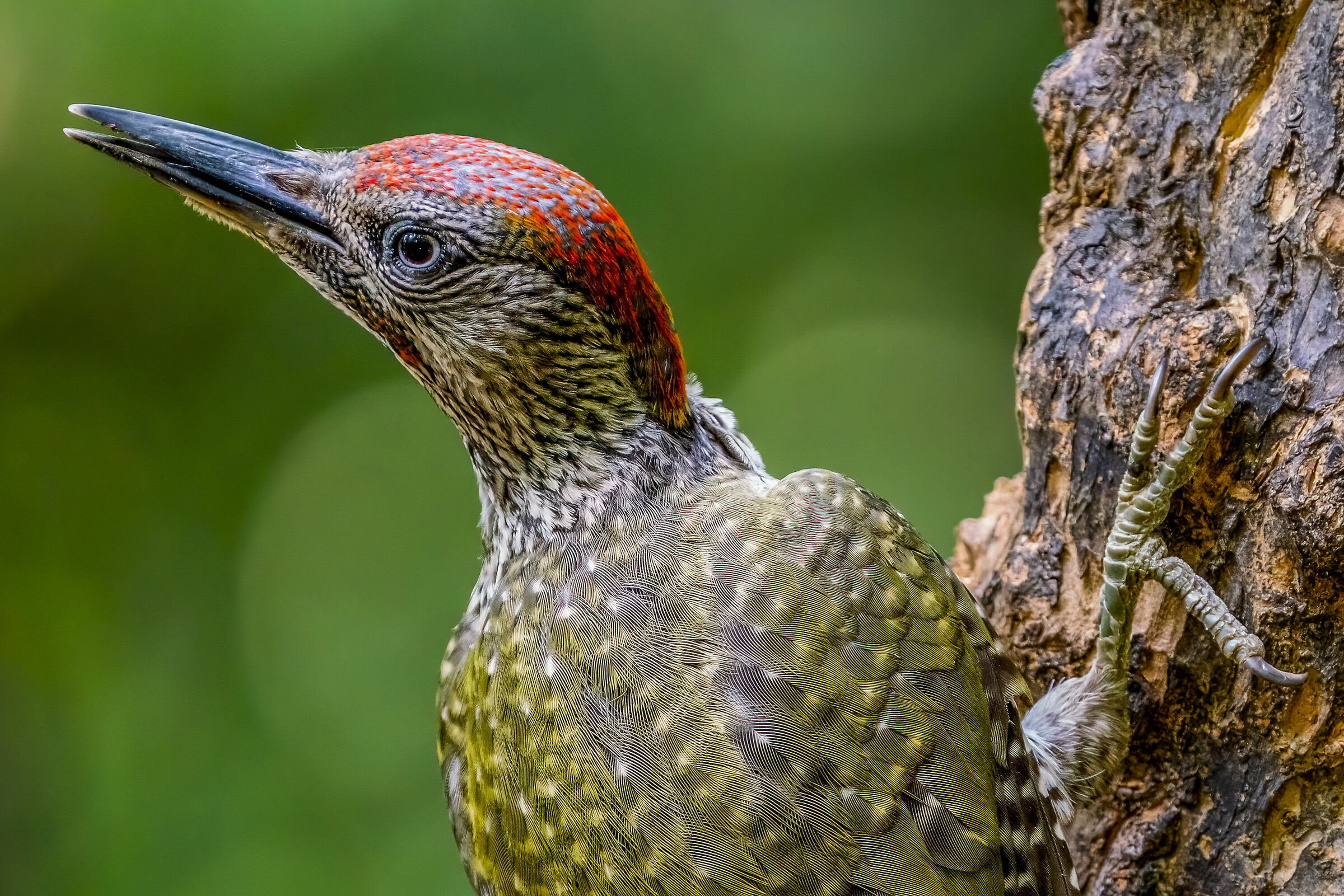 Suspicious Green Woodpecker