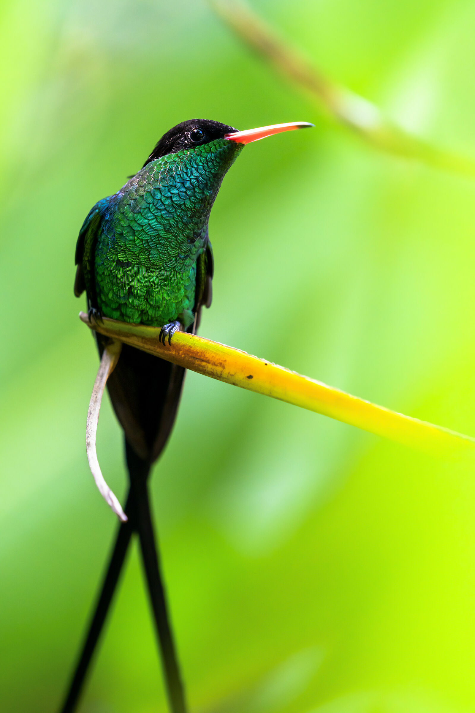 Doctor Bird Giamaicano