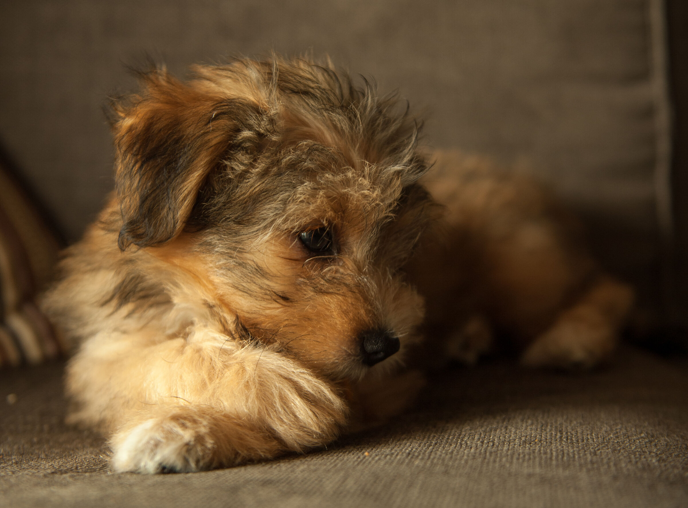Tilly 2019