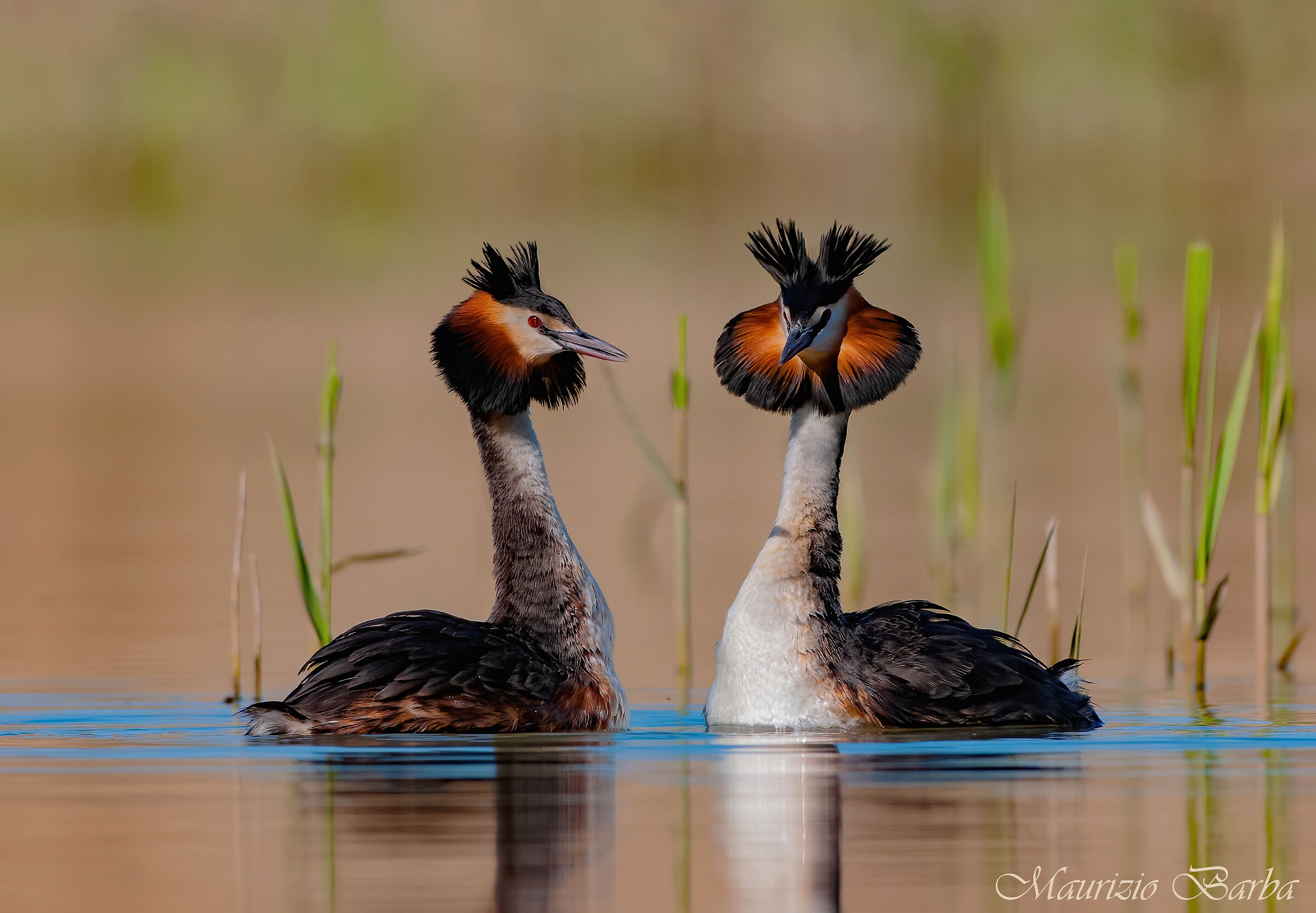 Grebes