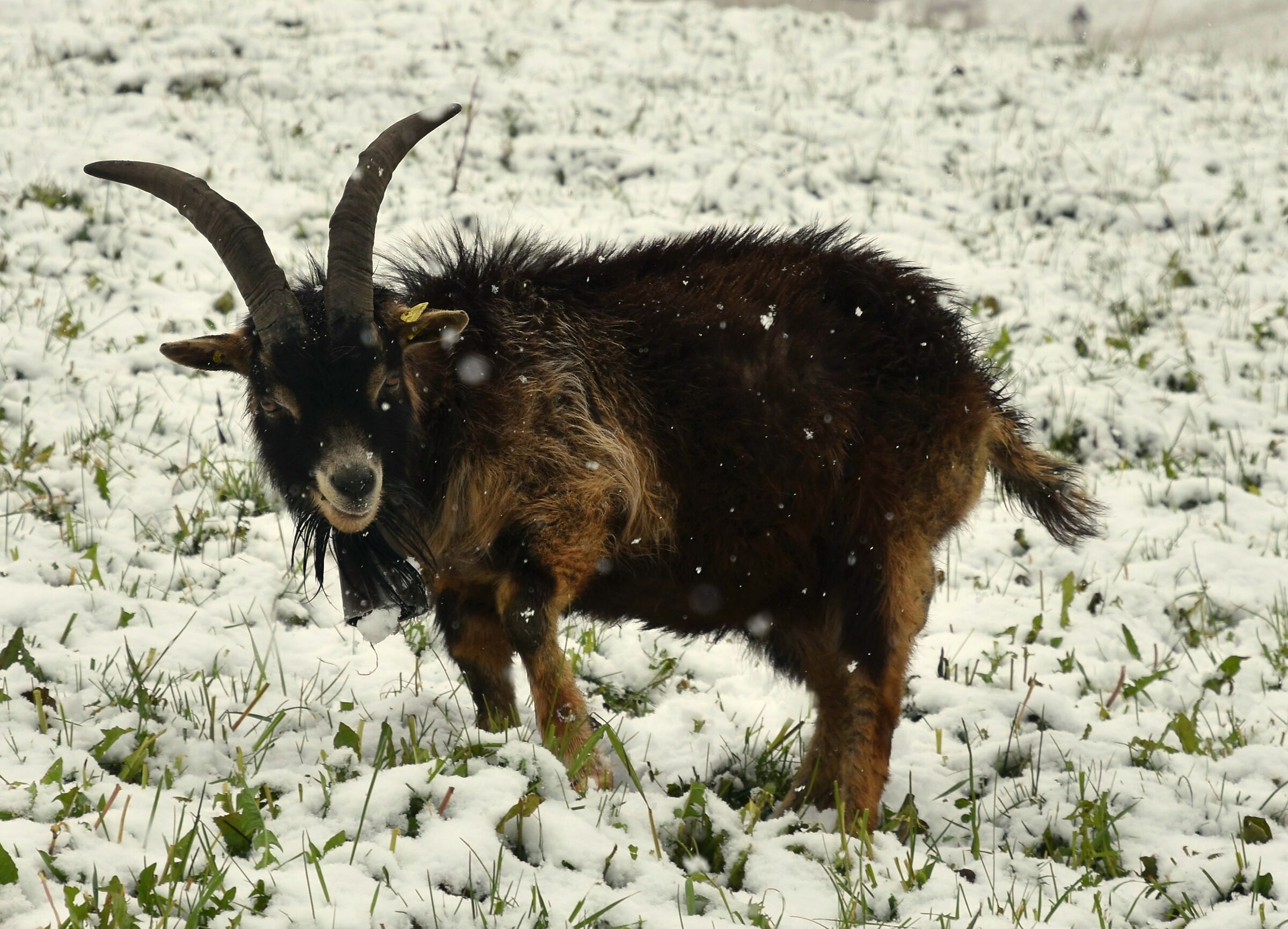 sotto la neve a me piace cosi