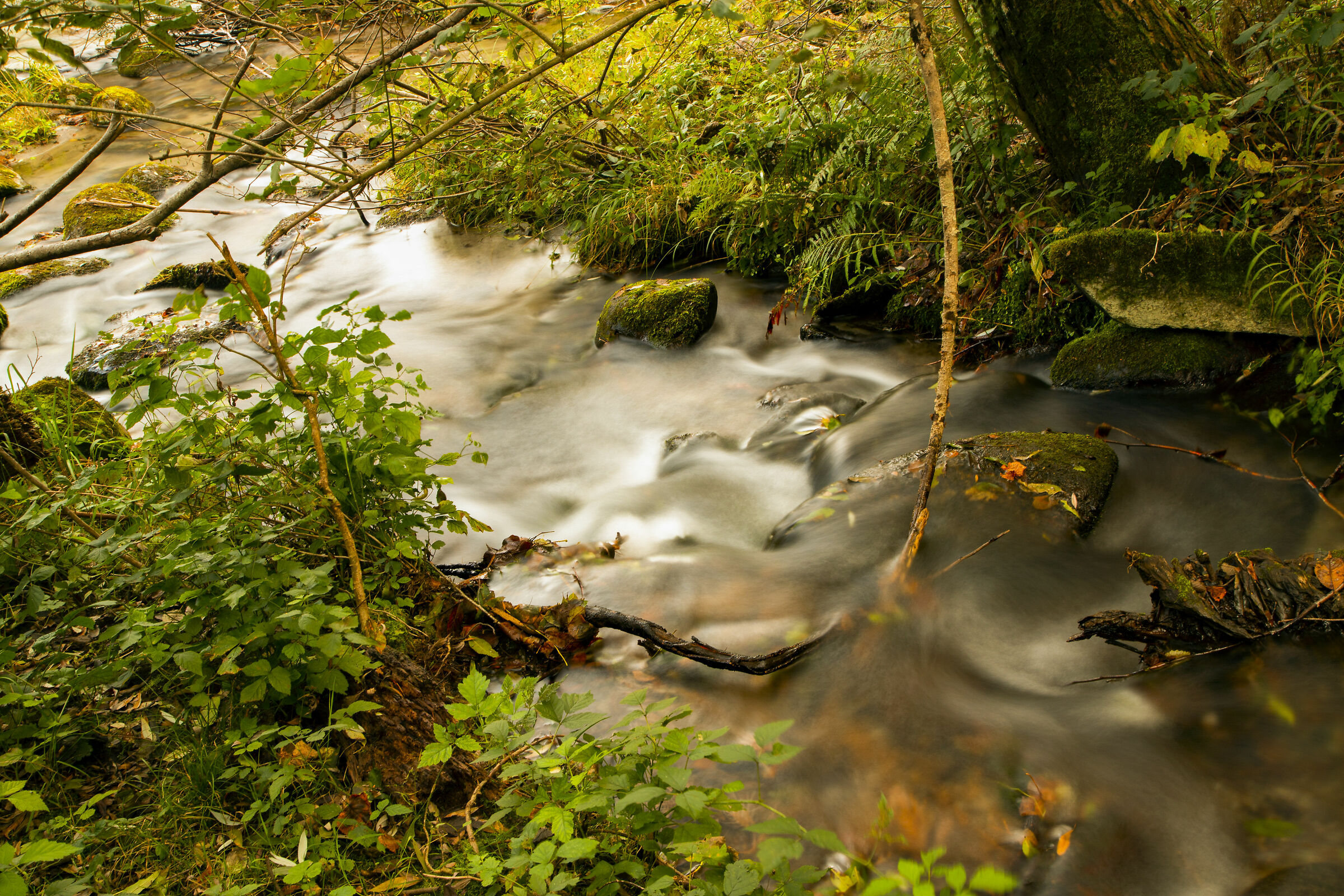 Ruscello in autunno
