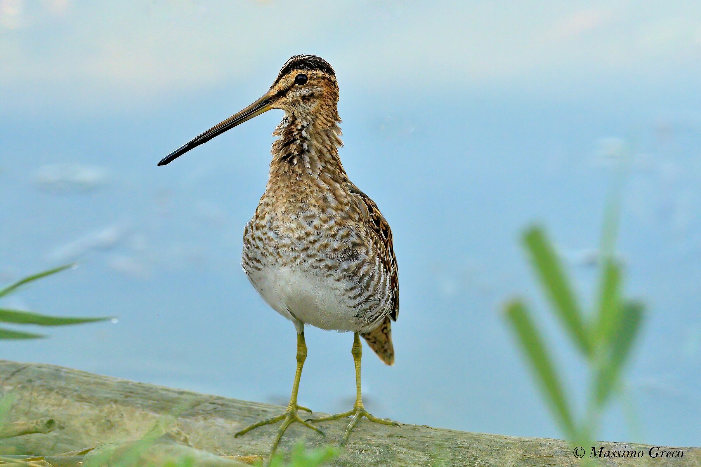 Sniccaccino (Gallinago hennago)