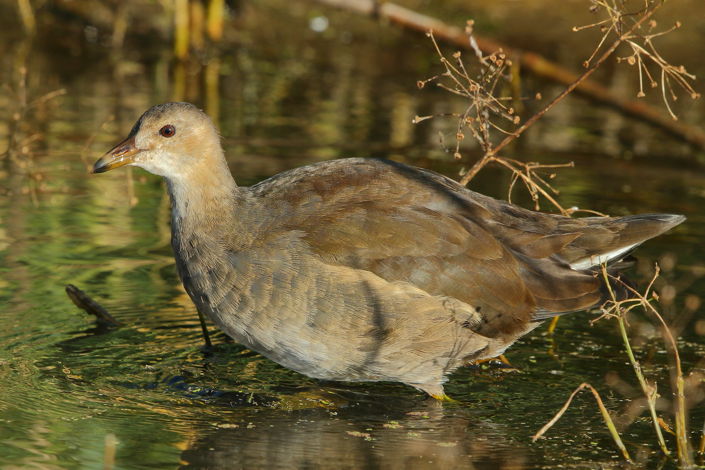 Young water hen
