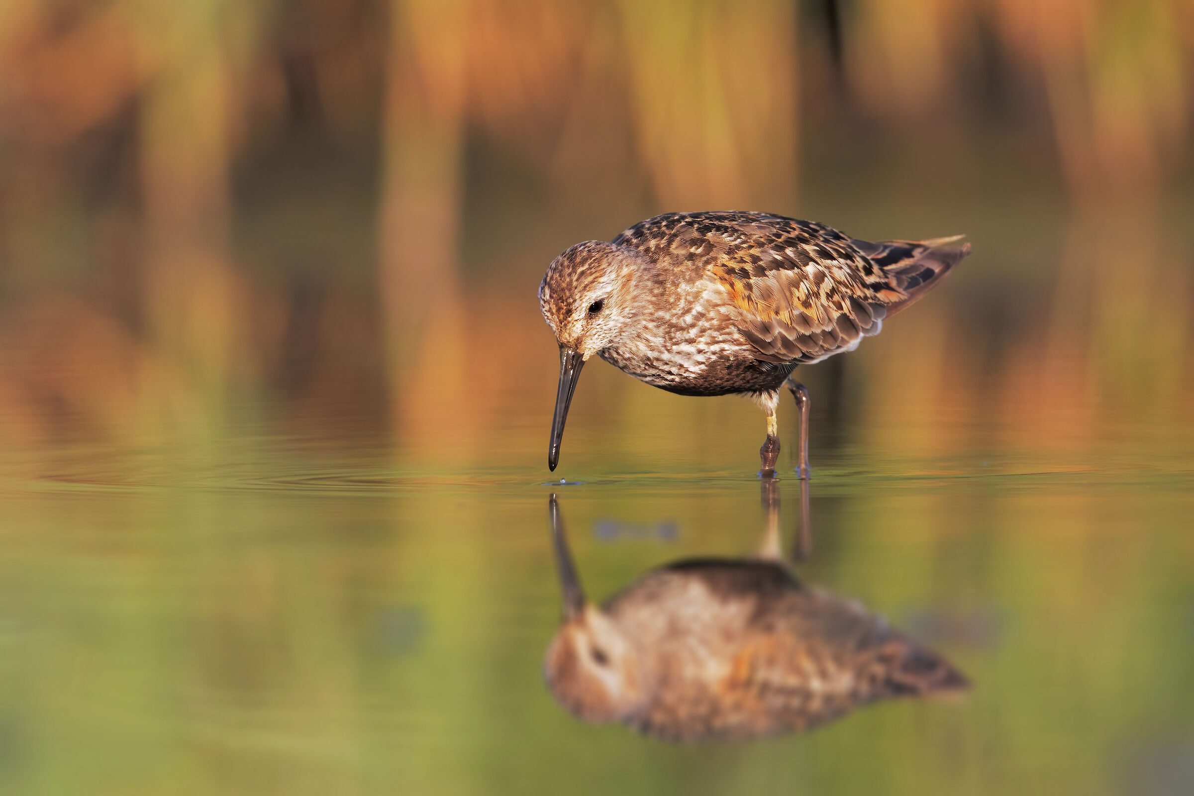 mirror of my cravings...