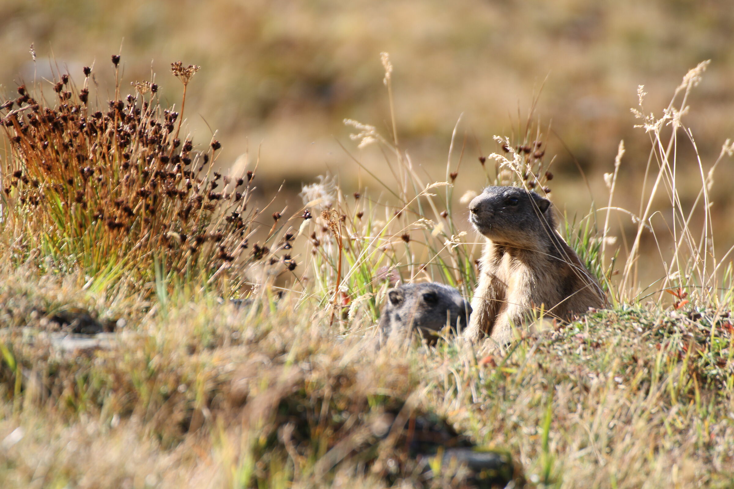 Marmotte